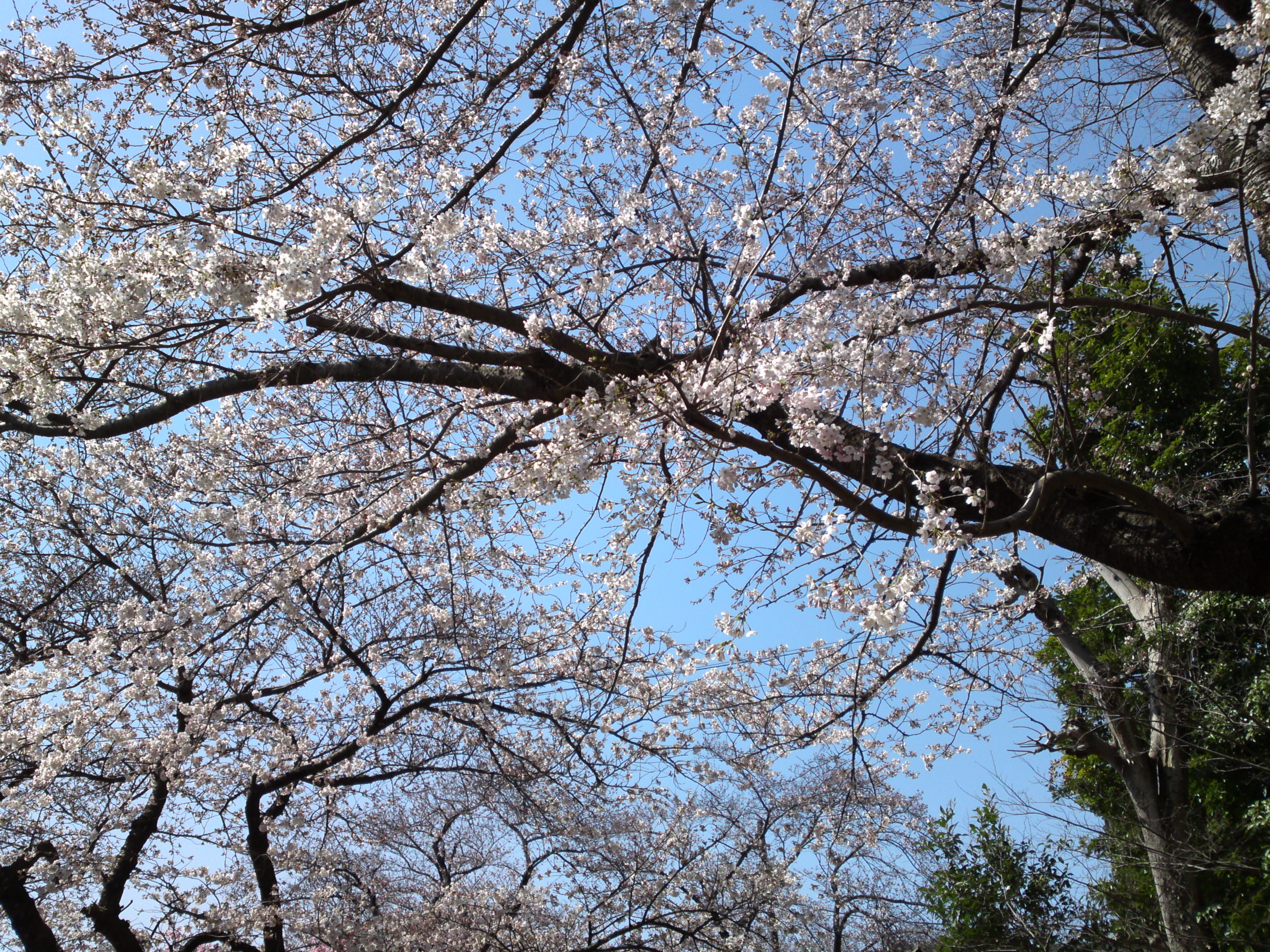 2018年中山法華経寺境内に咲く桜の花々２