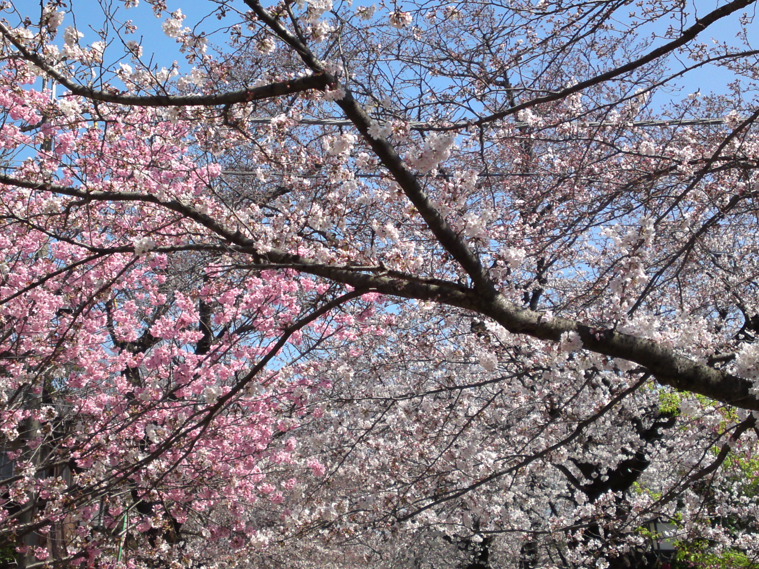 2018年中山法華経寺参道の桜並木１２