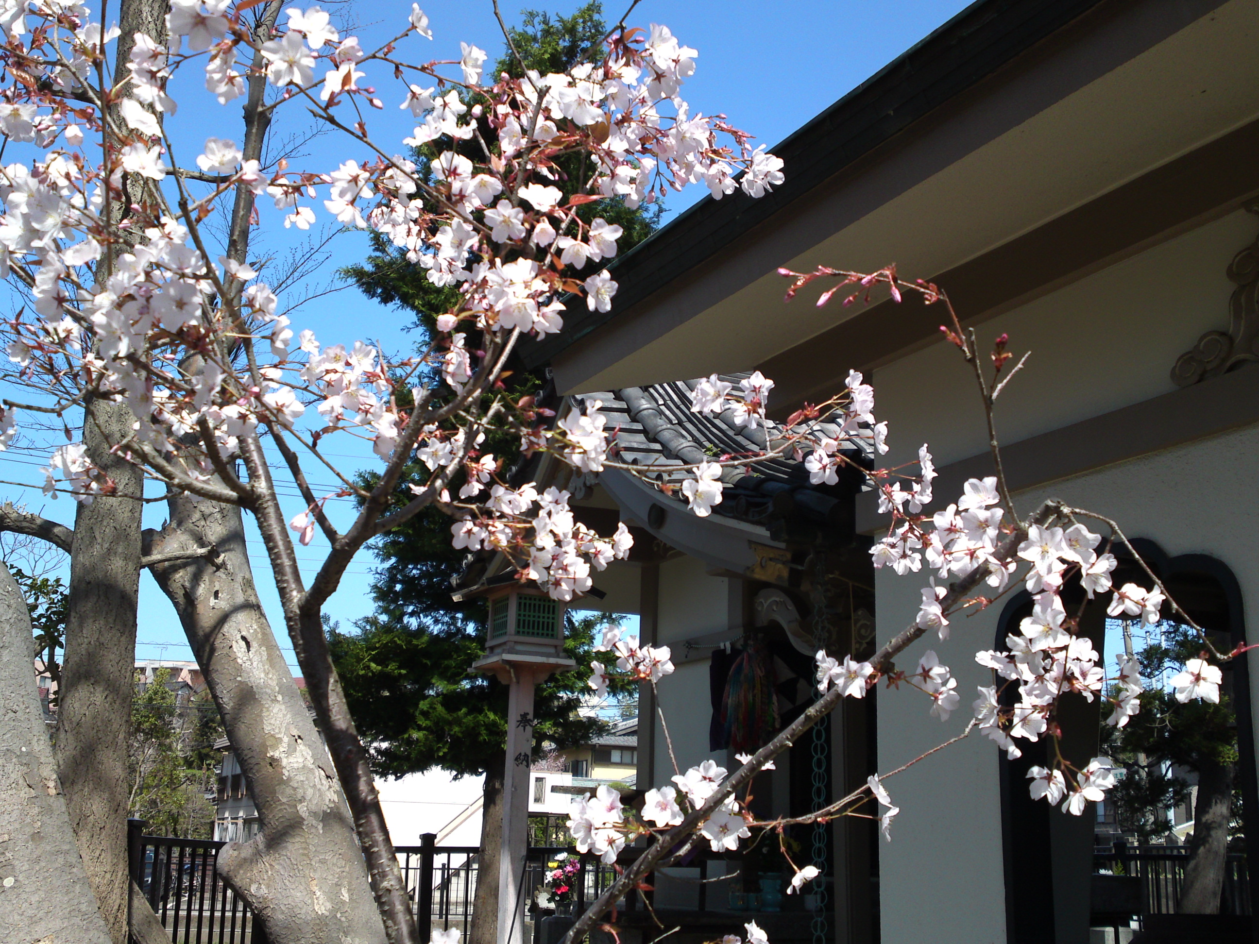 2018年中山法華経寺八代竜王堂に咲く桜