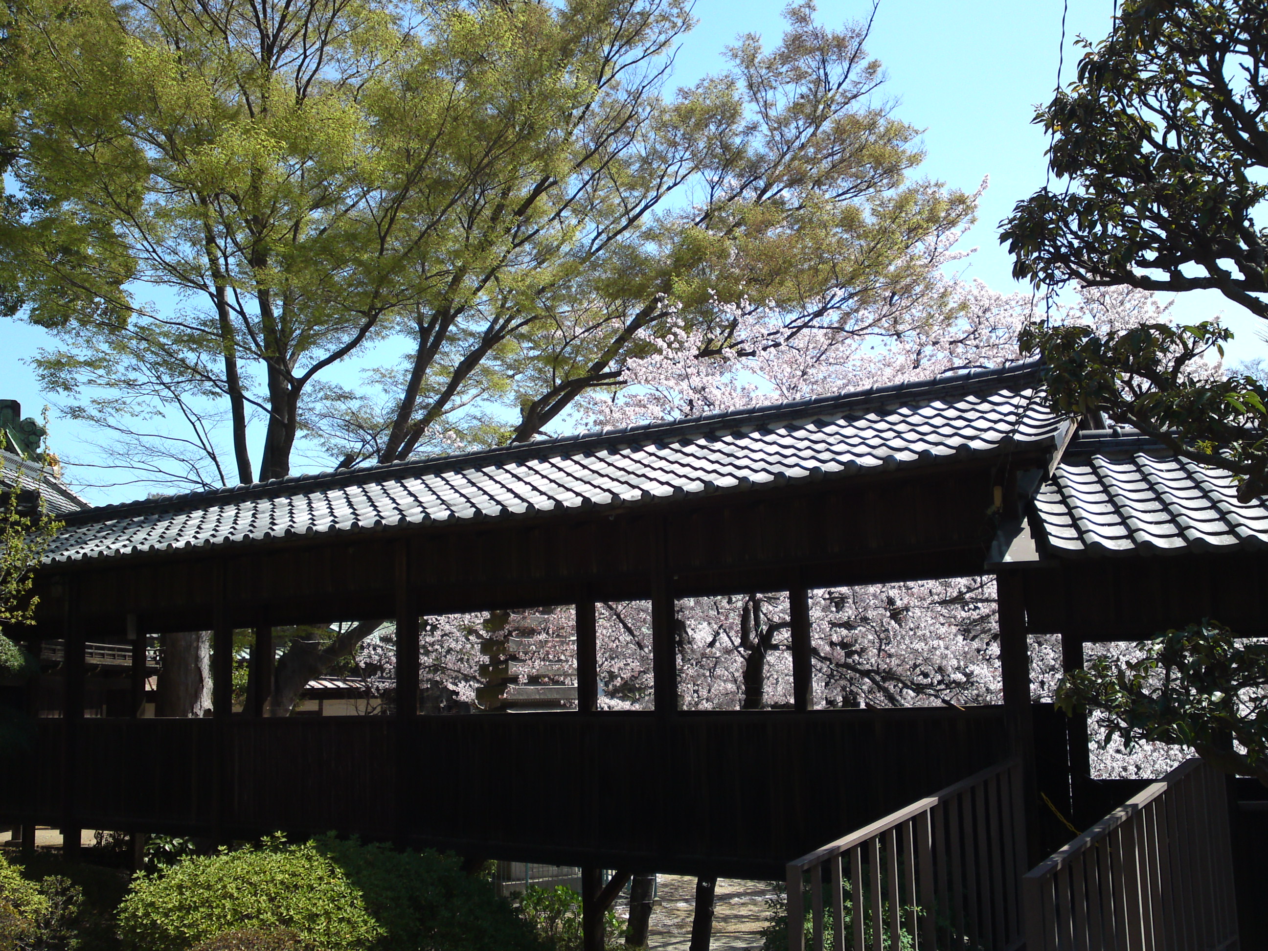 2018年中山法華経寺渡り廊下と桜の風景１