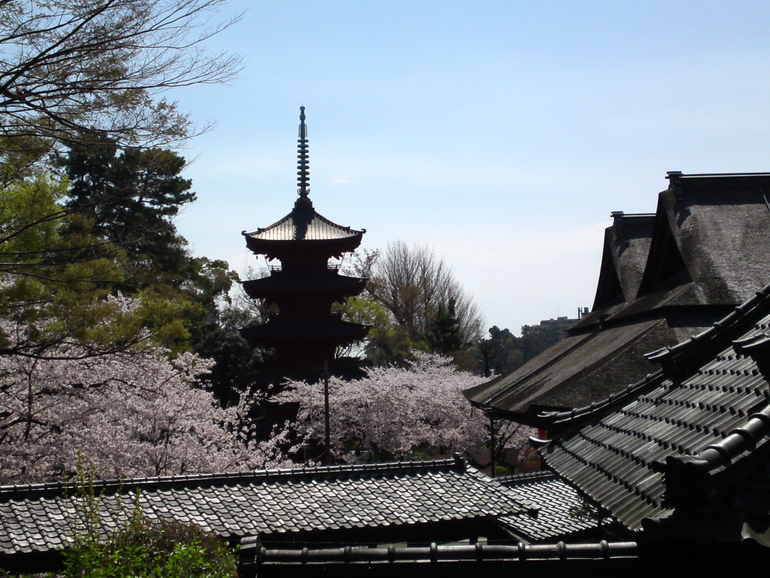 2018年中山法華経寺五重塔と桜の遠景１