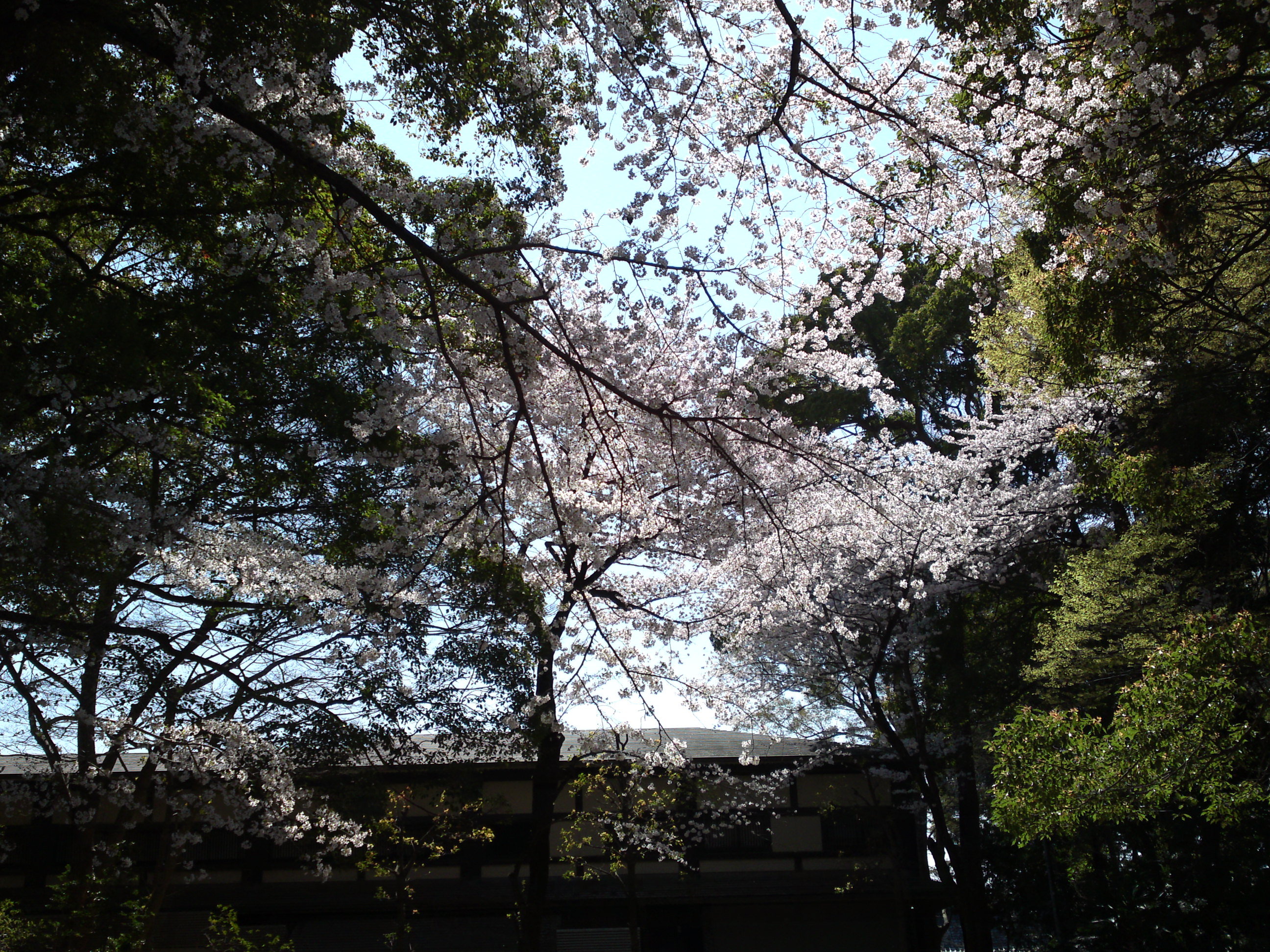 2018年中山法華経寺聖教殿前に咲く桜３