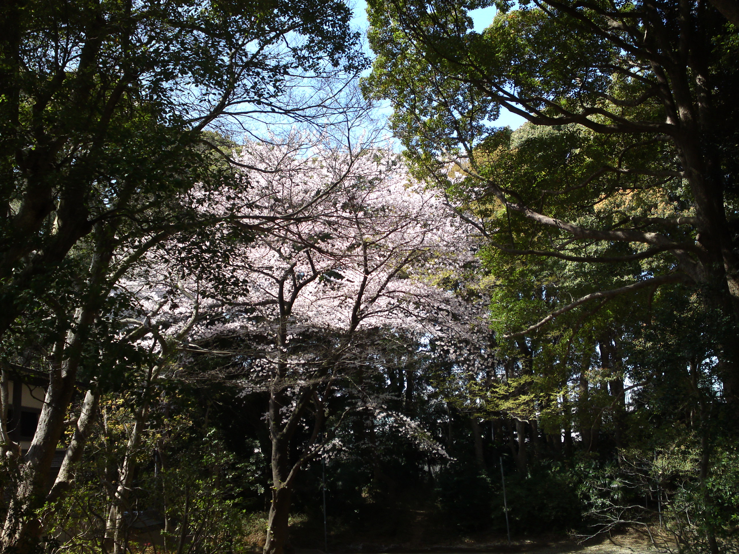 2018年中山法華経寺聖教殿前に咲く桜５