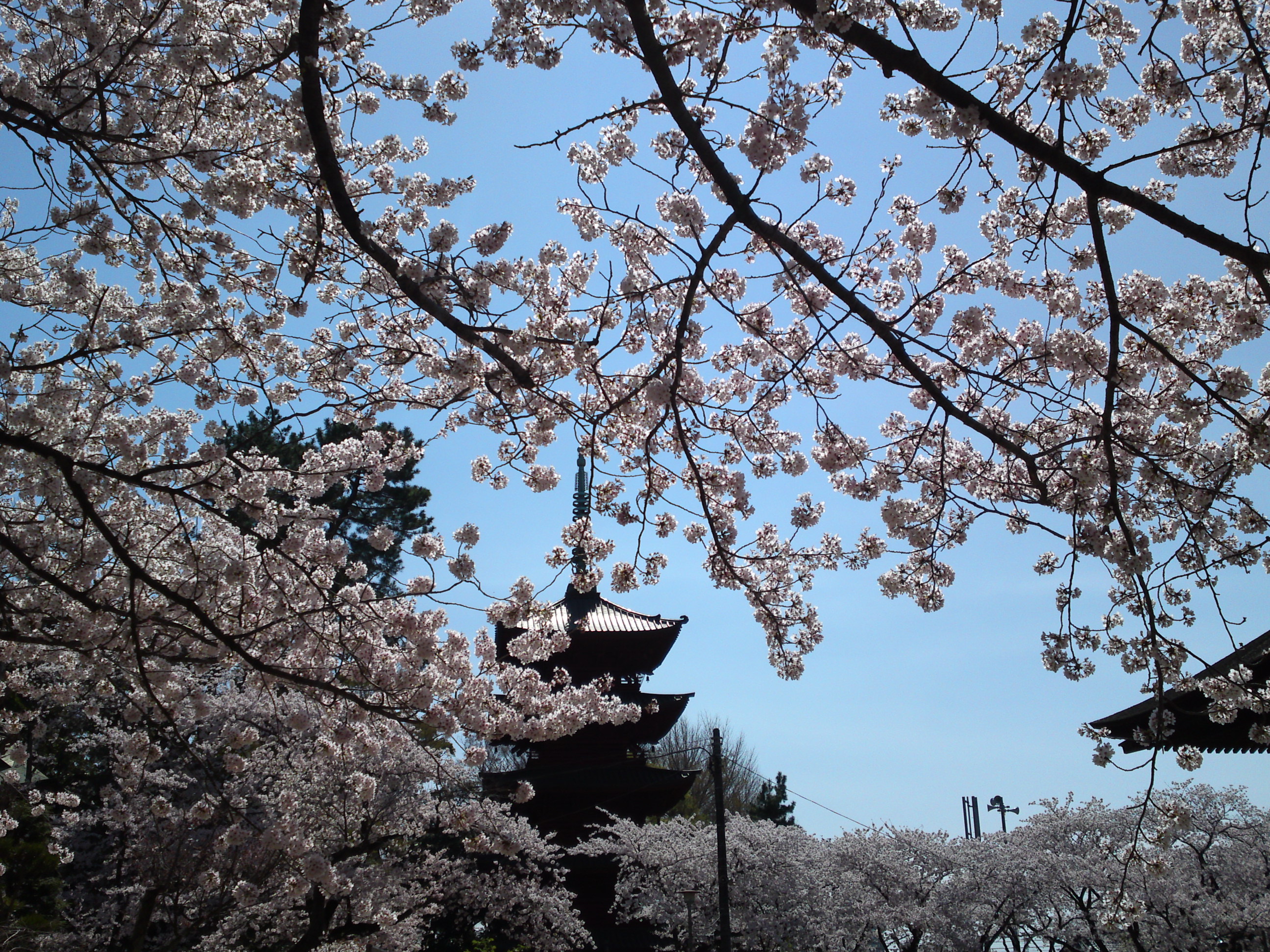 2018年中山法華経寺五重塔を包む桜