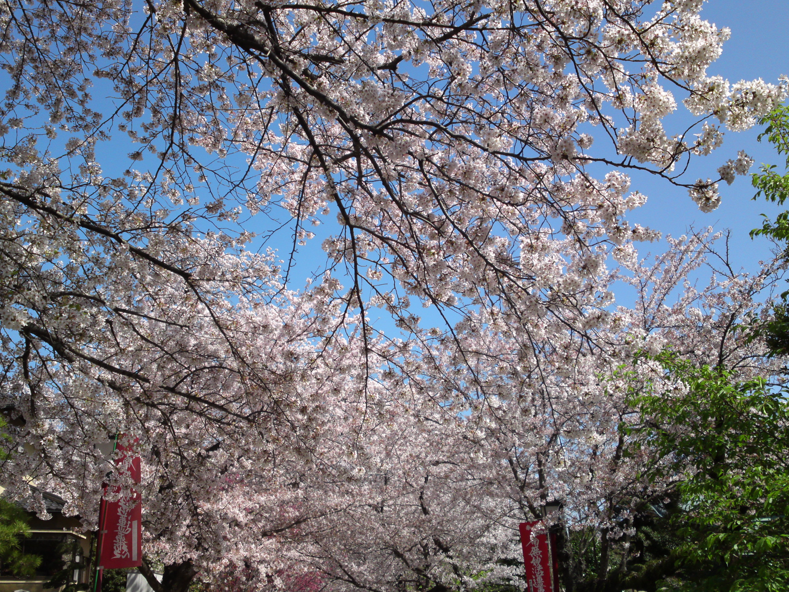 2018年中山法華経寺参道に咲く桜の花々１
