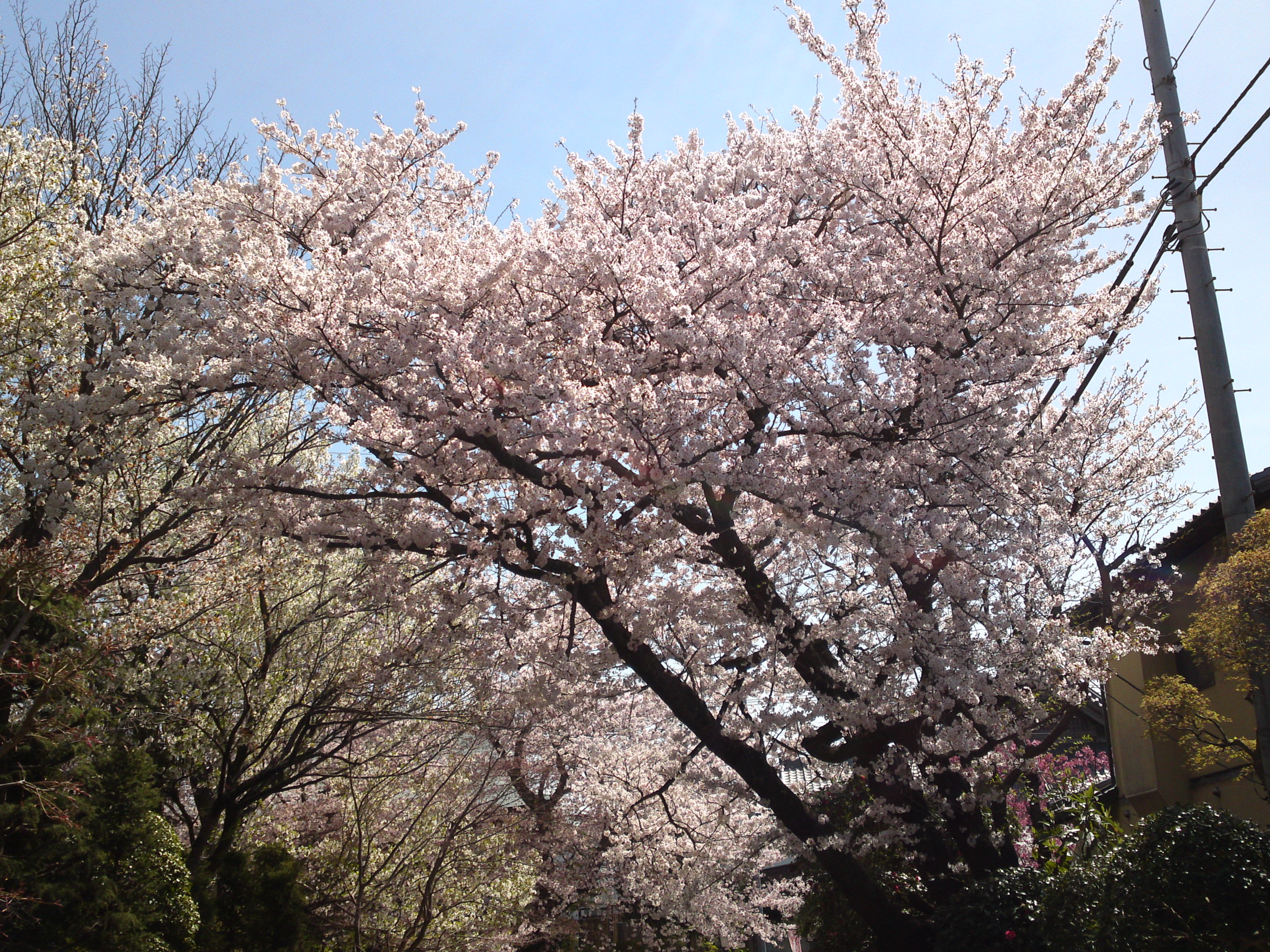 2018年中山法華経寺参道に咲く桜の花々２