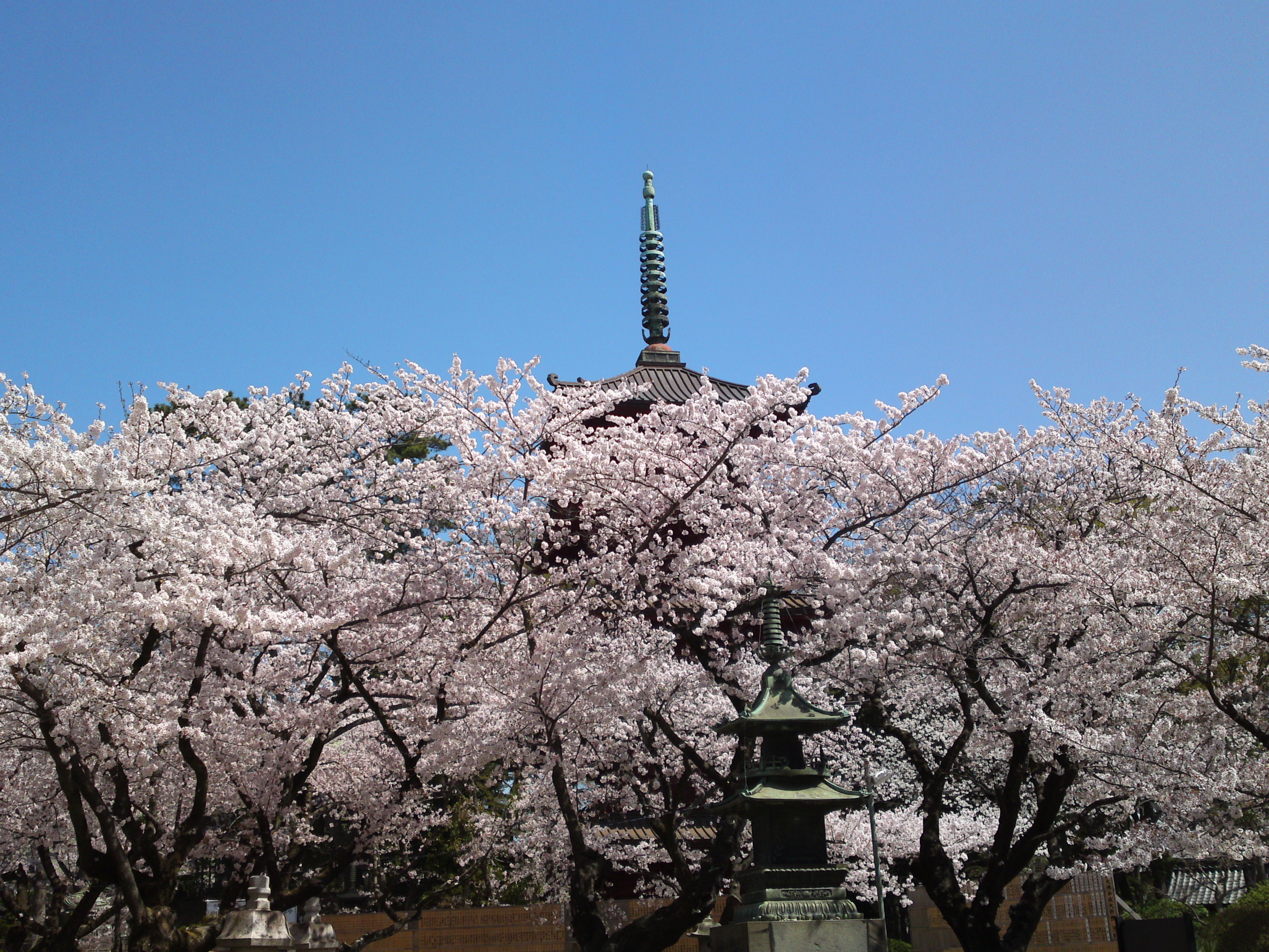 2018年中山法華経寺五重塔前に咲く桜１
