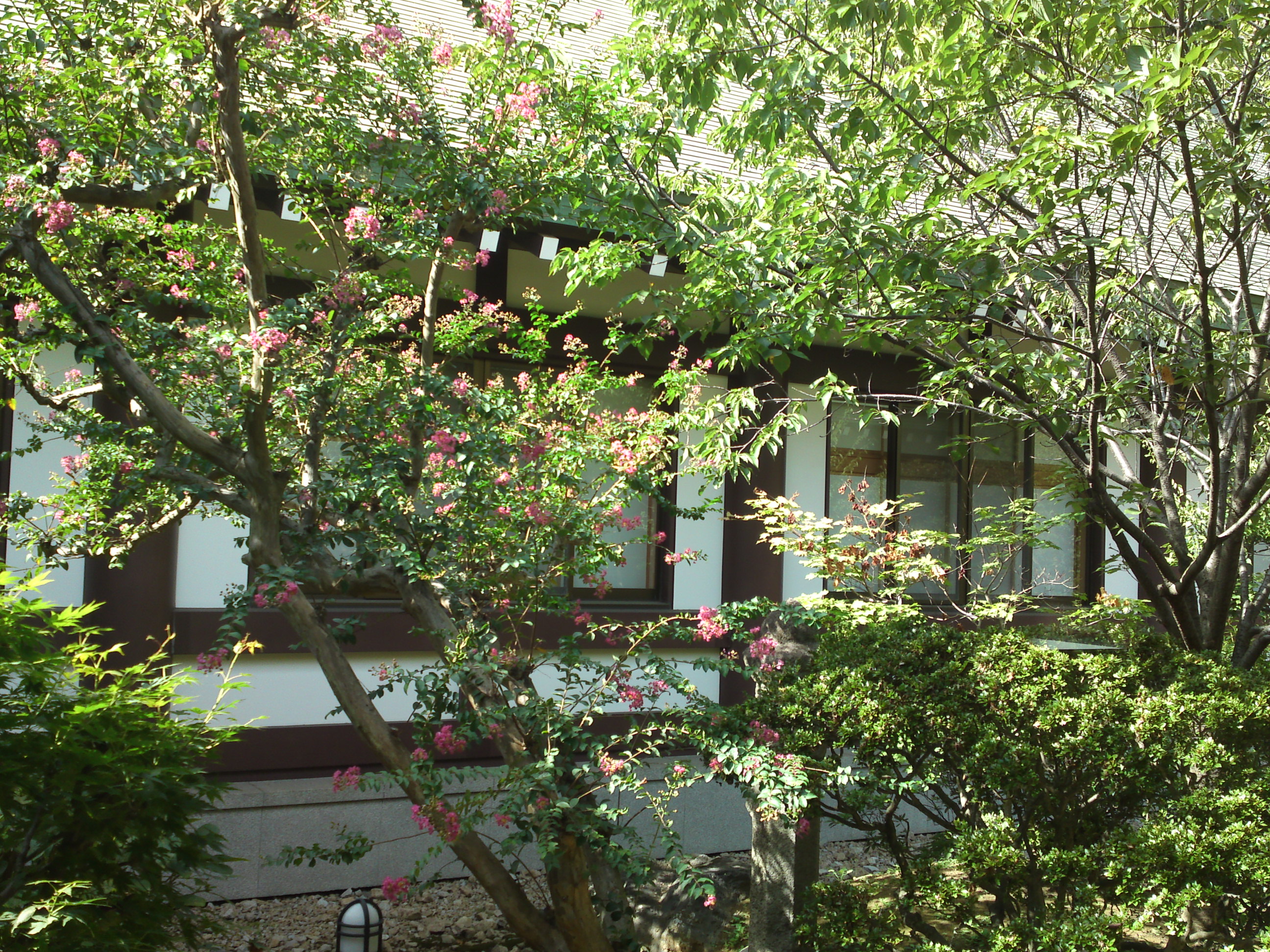 2018年法華経寺本院中庭に咲く百日紅２