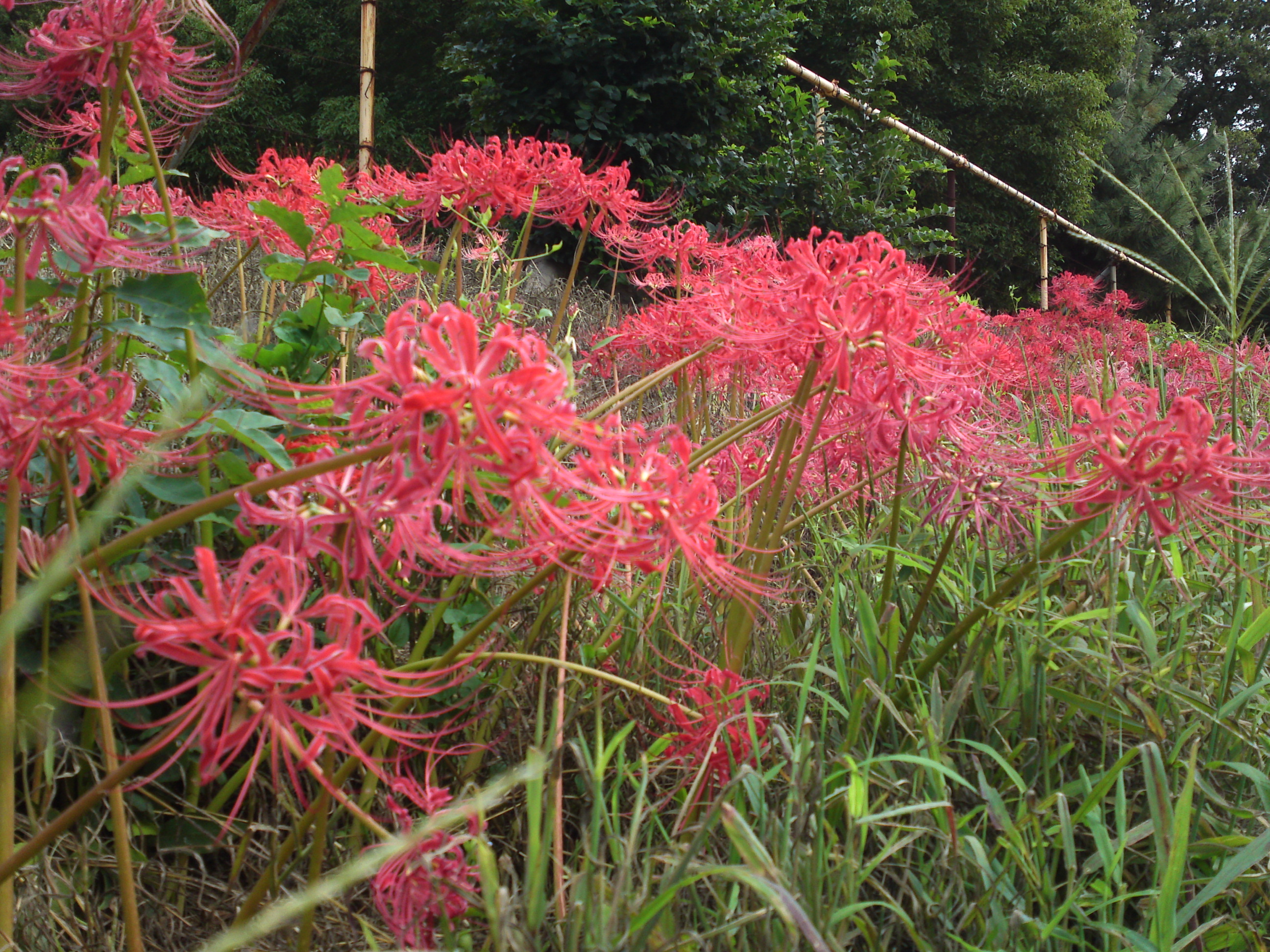 中山法華経寺境内に咲くヒガンバナ