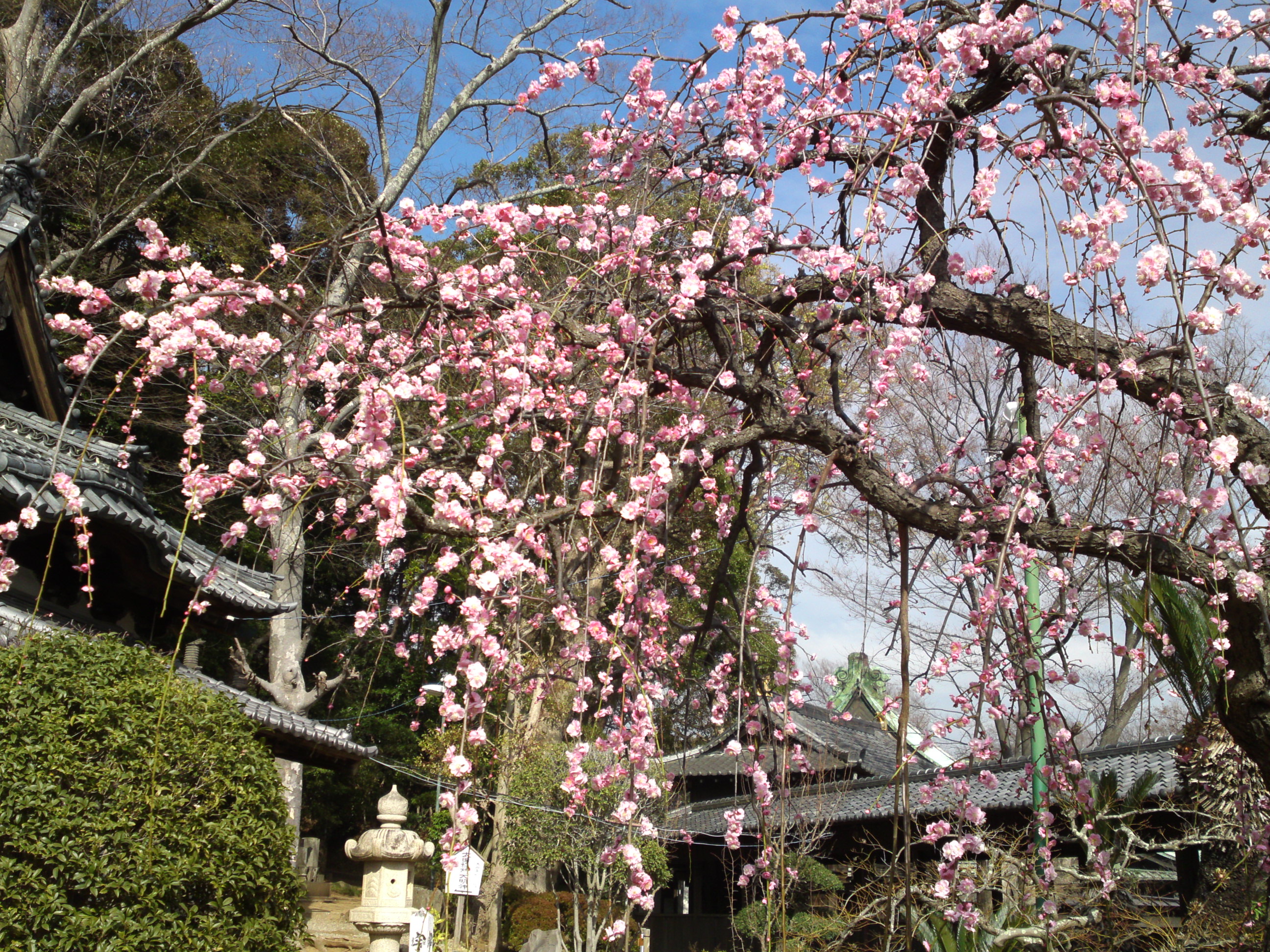 2019年中山法華経寺に咲くしだれ梅１６