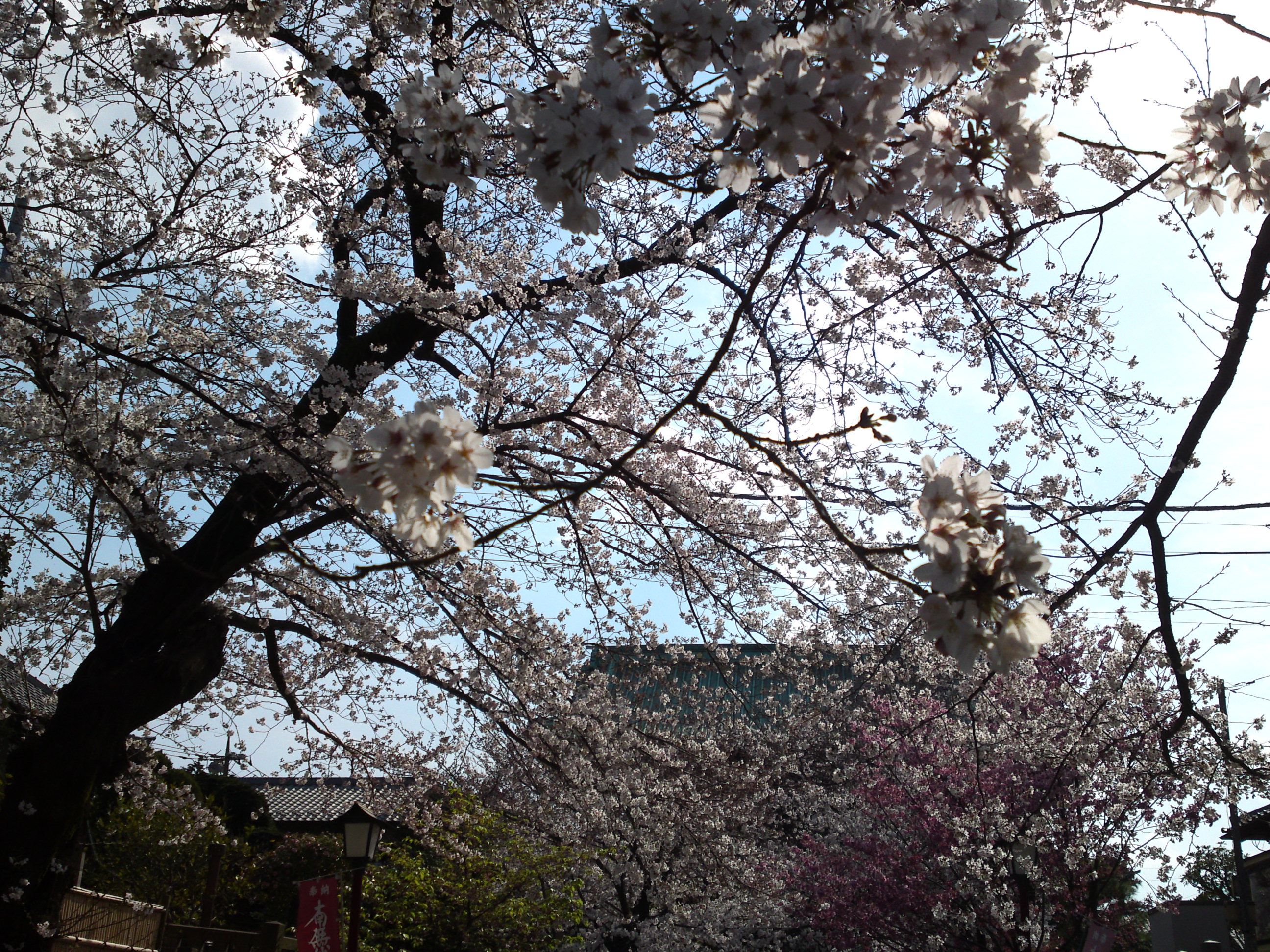 2019年法華経寺参道に咲く桜２