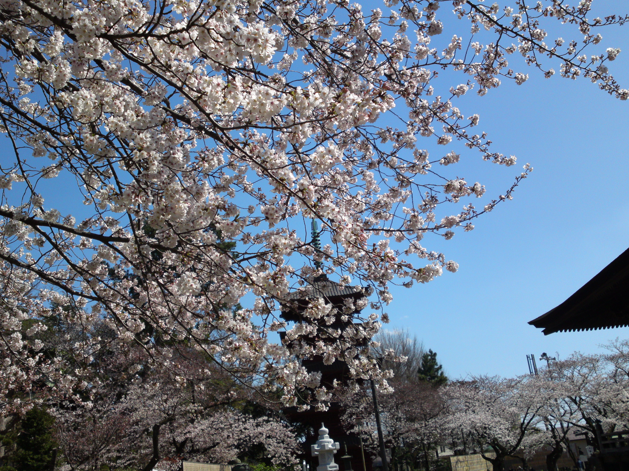 2019年法華経寺五重塔と桜の花１