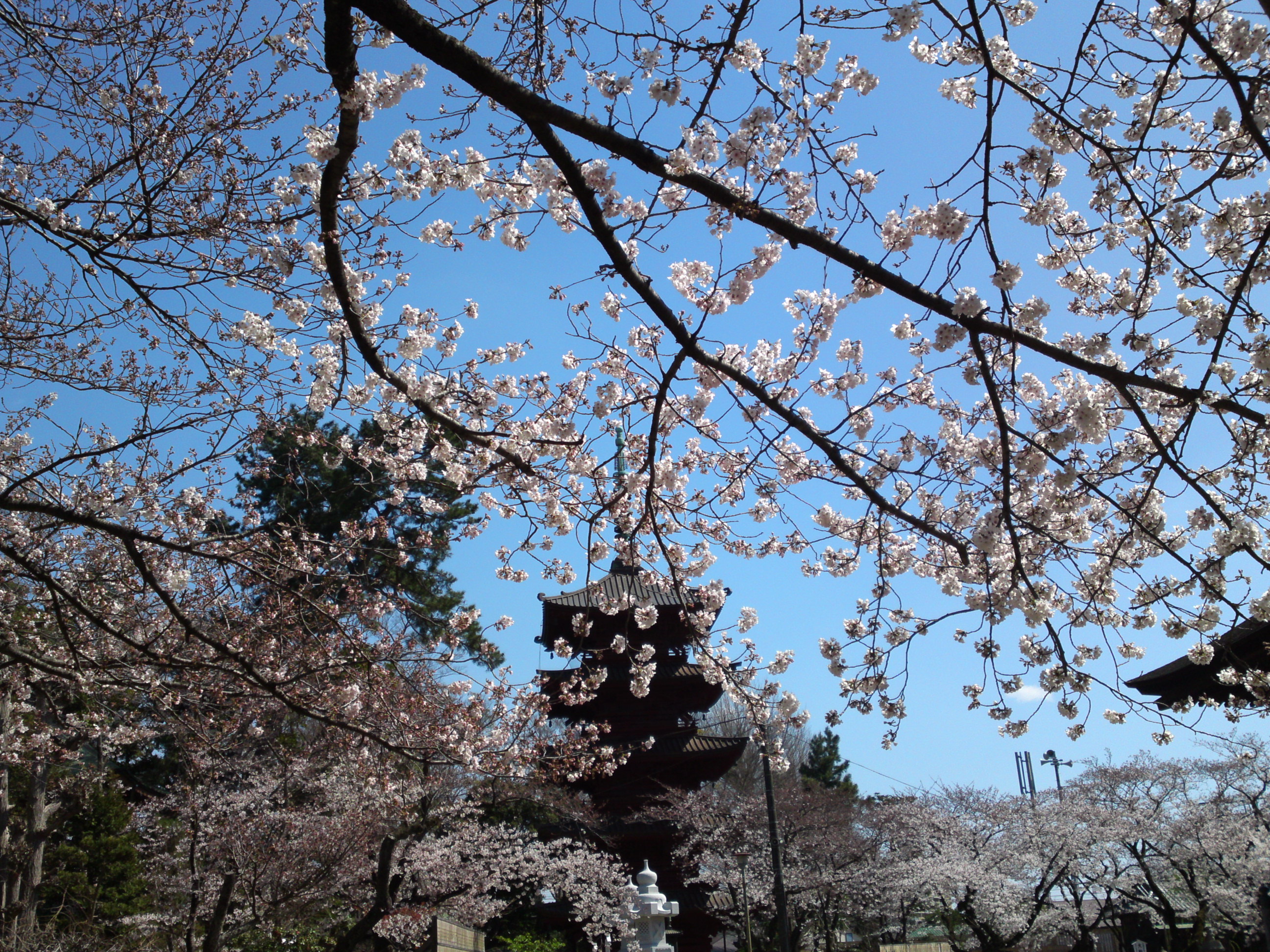 2019年法華経寺五重塔と桜の花２