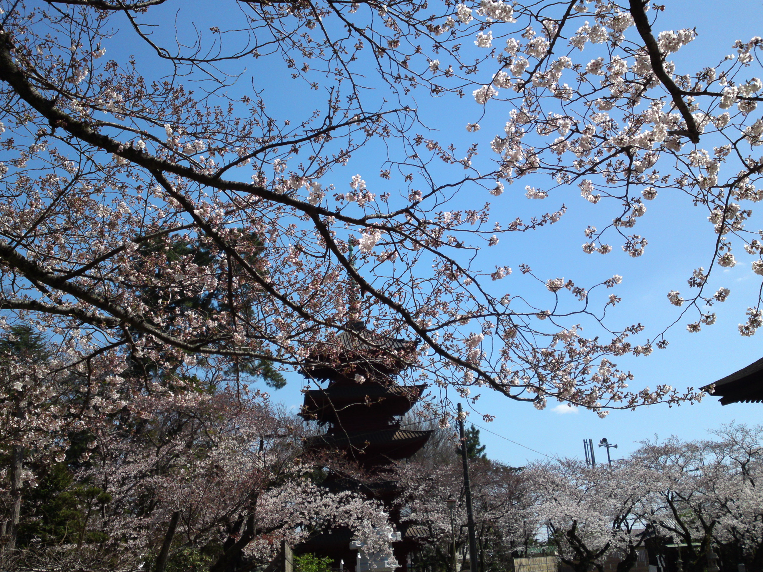2019年法華経寺五重塔と桜の花３