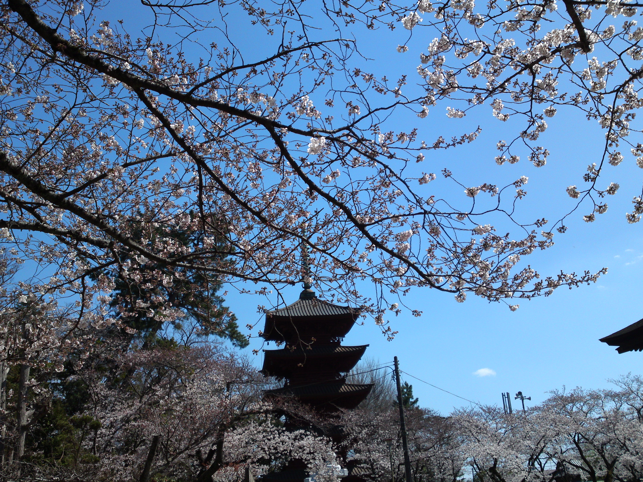 2019年法華経寺五重塔と桜の花４