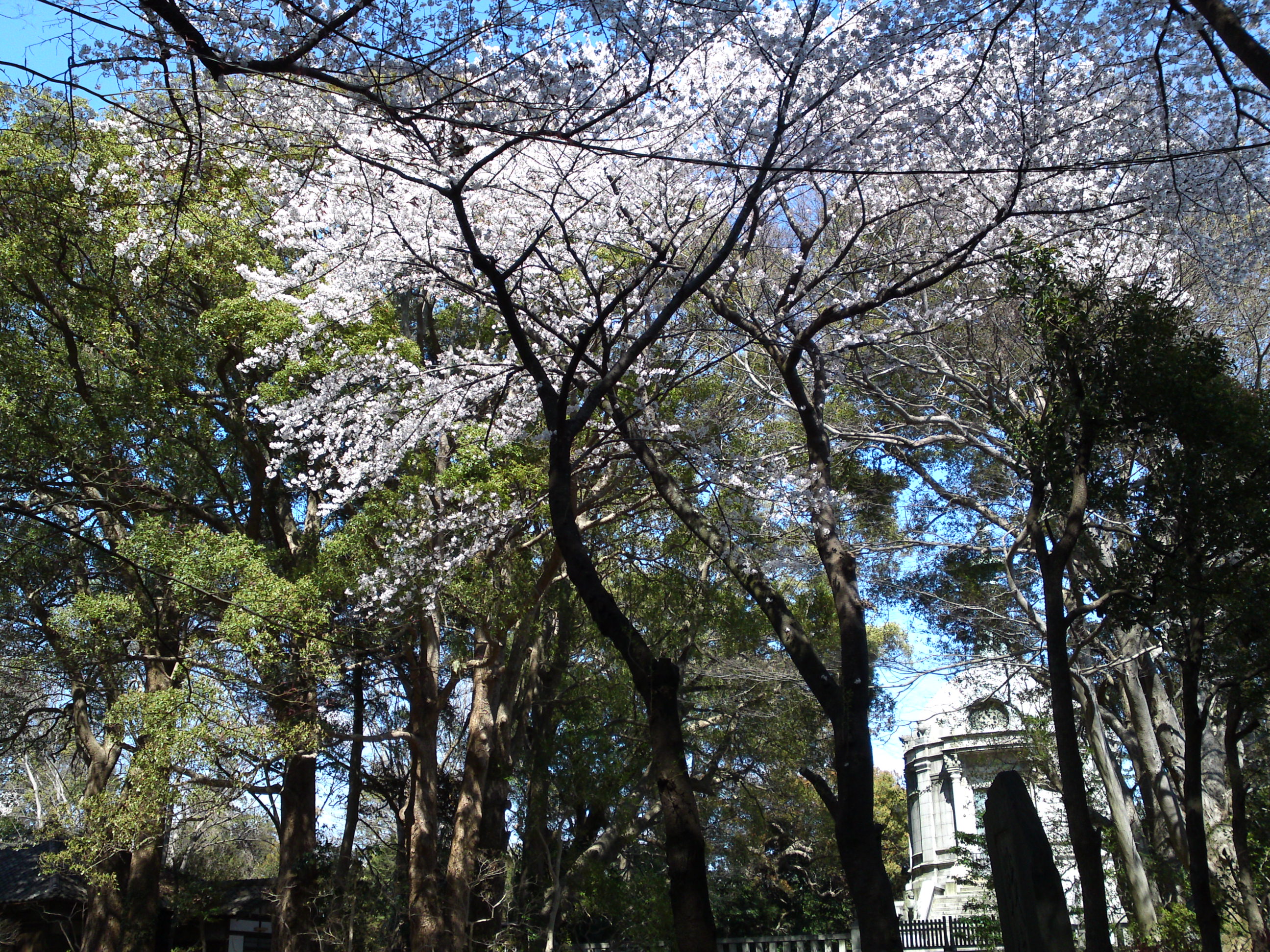 2019年法華経寺聖教殿前に咲く桜の花１