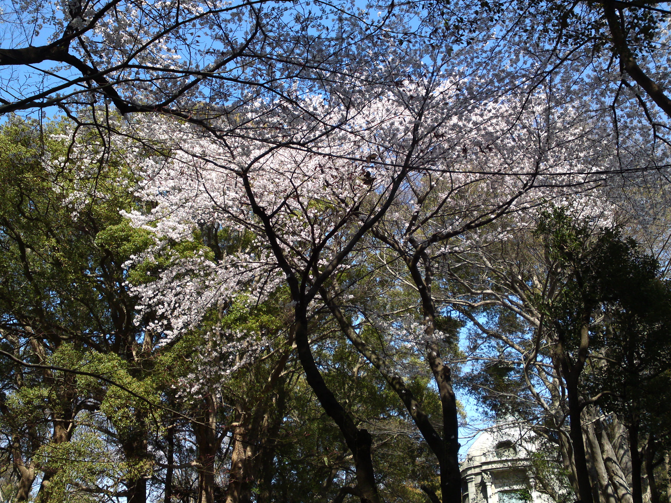 2019年法華経寺聖教殿前に咲く桜の花２