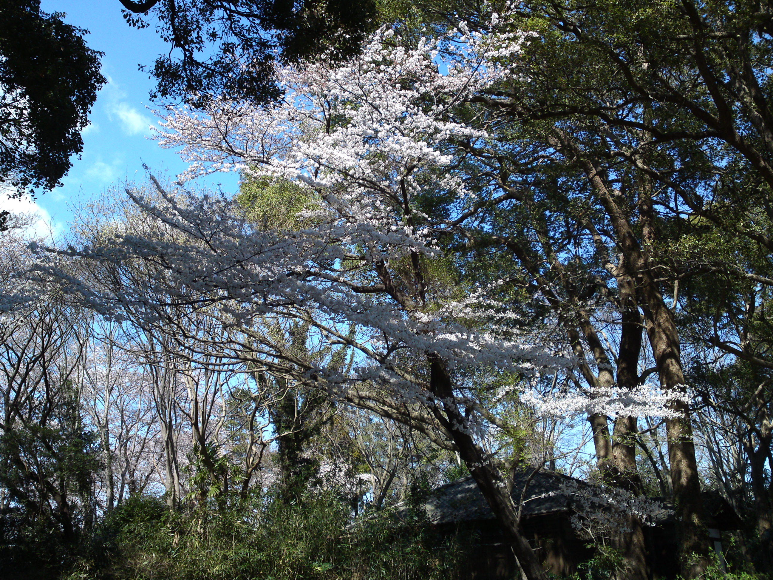 2019年法華経寺聖教殿前に咲く桜の花３