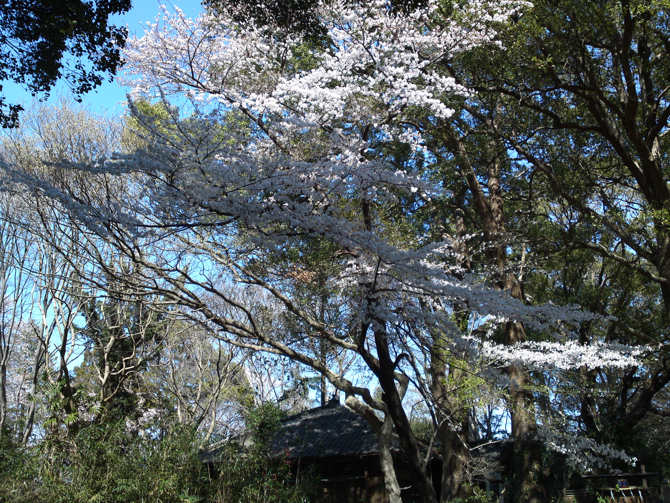 2019年法華経寺聖教殿前に咲く桜の花４