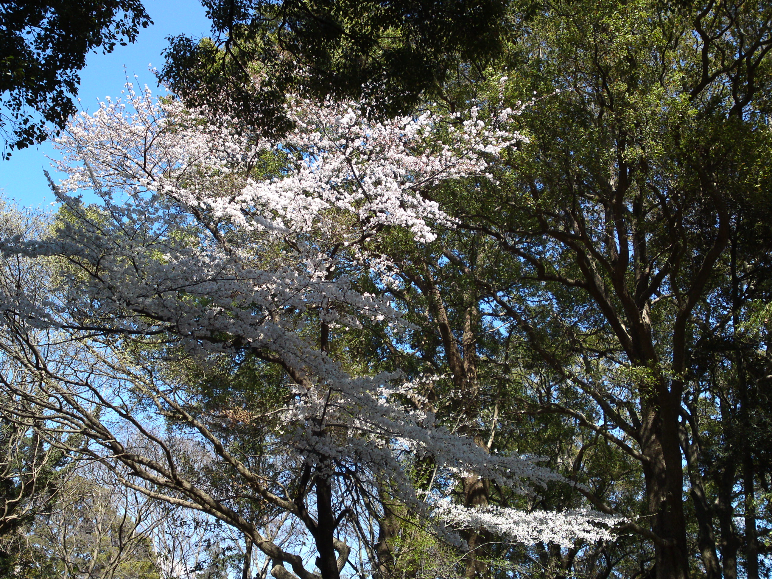 2019年法華経寺聖教殿前に咲く桜の花５
