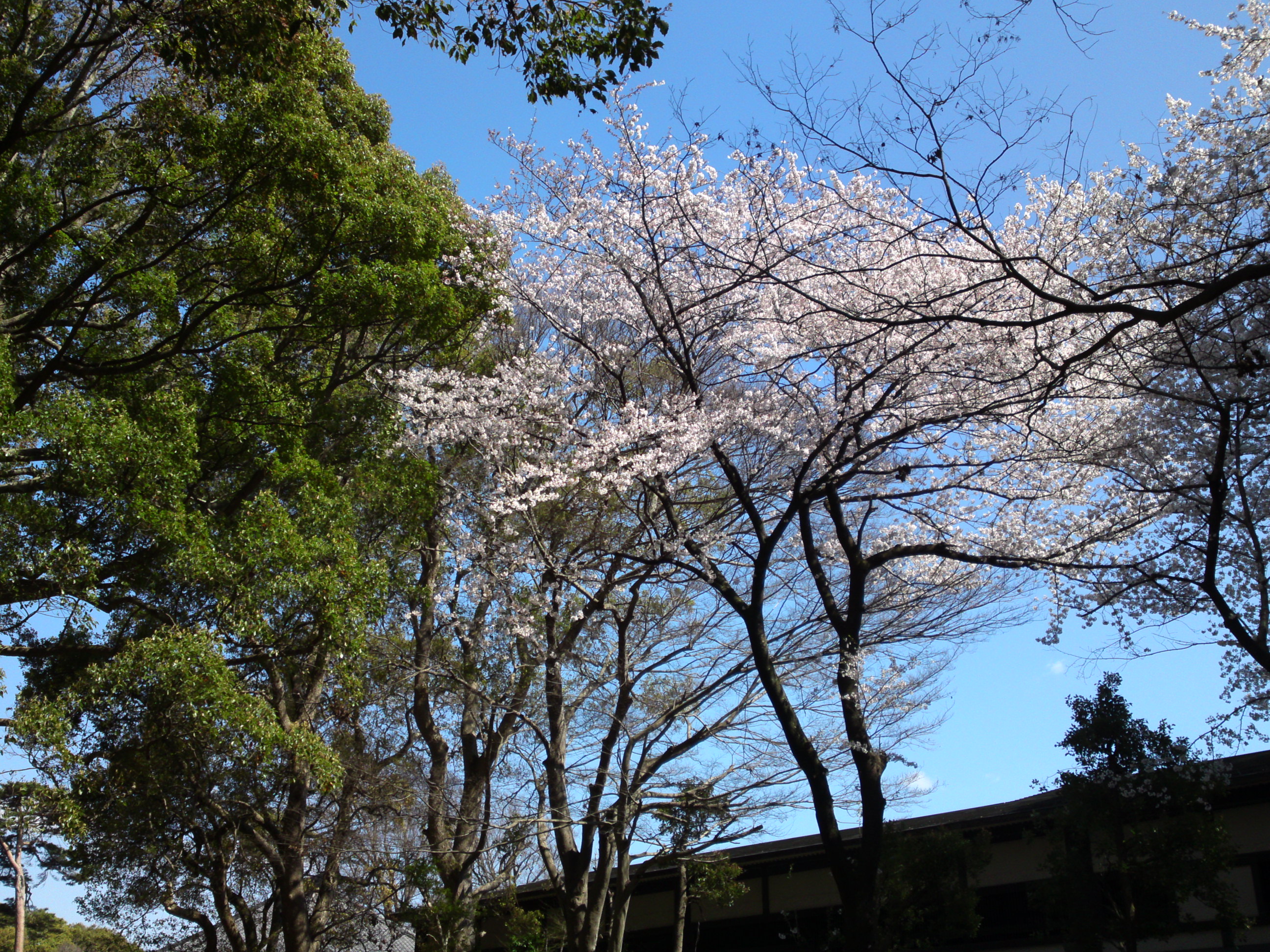 2019年法華経寺聖教殿前に咲く桜の花６