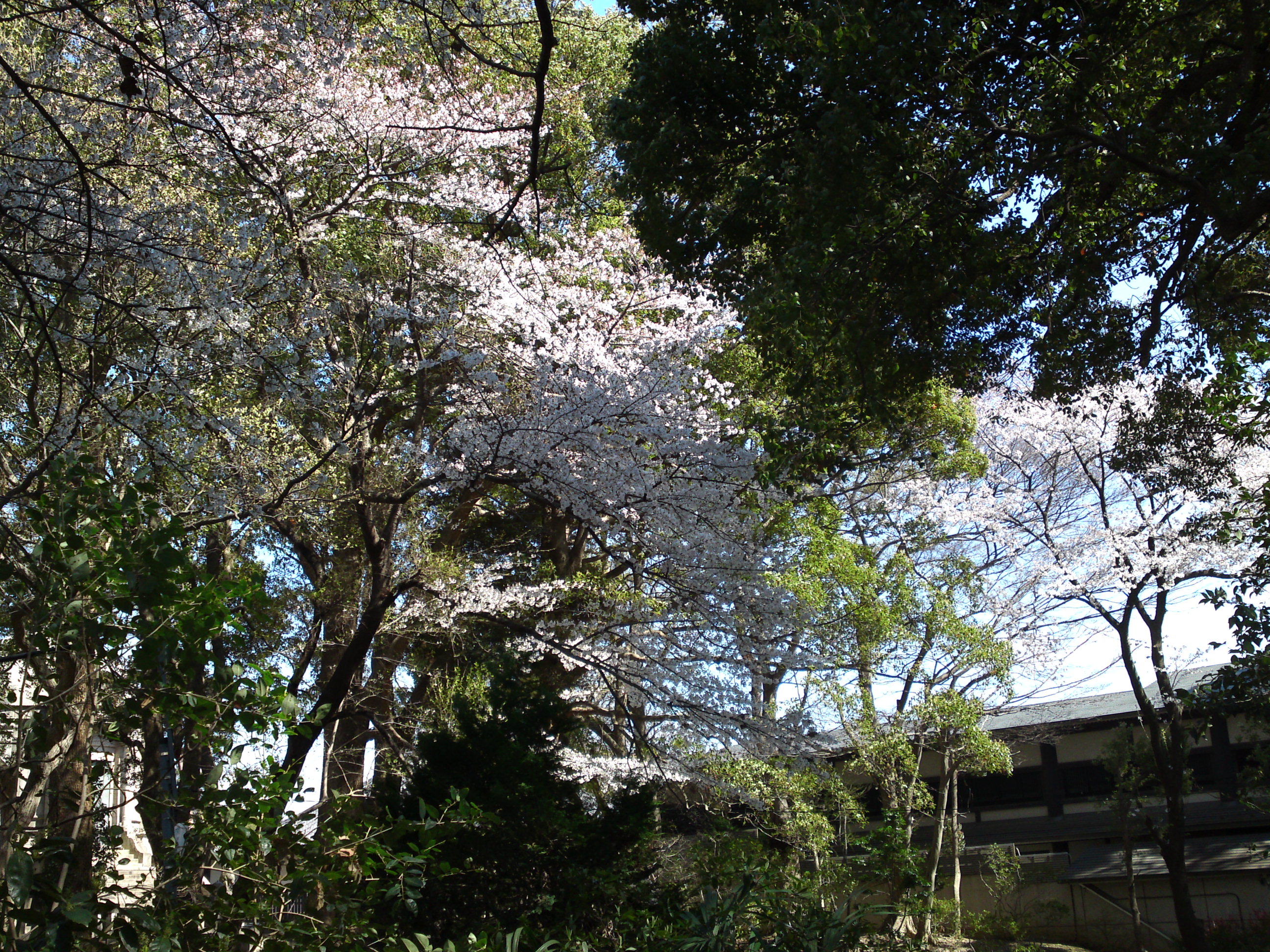 2019年法華経寺聖教殿前に咲く桜の花７