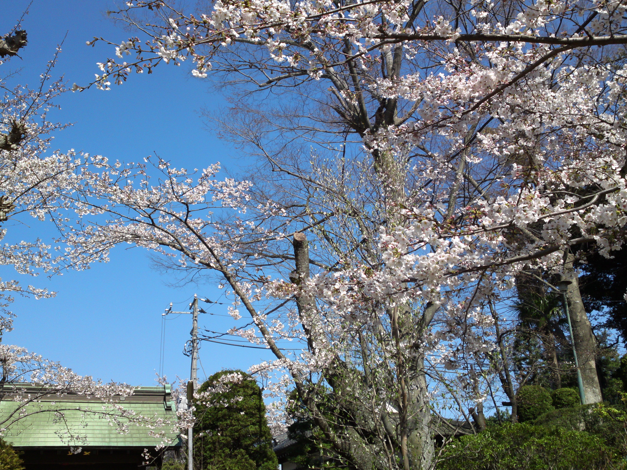 2019年法華経寺境内に咲く桜の花２