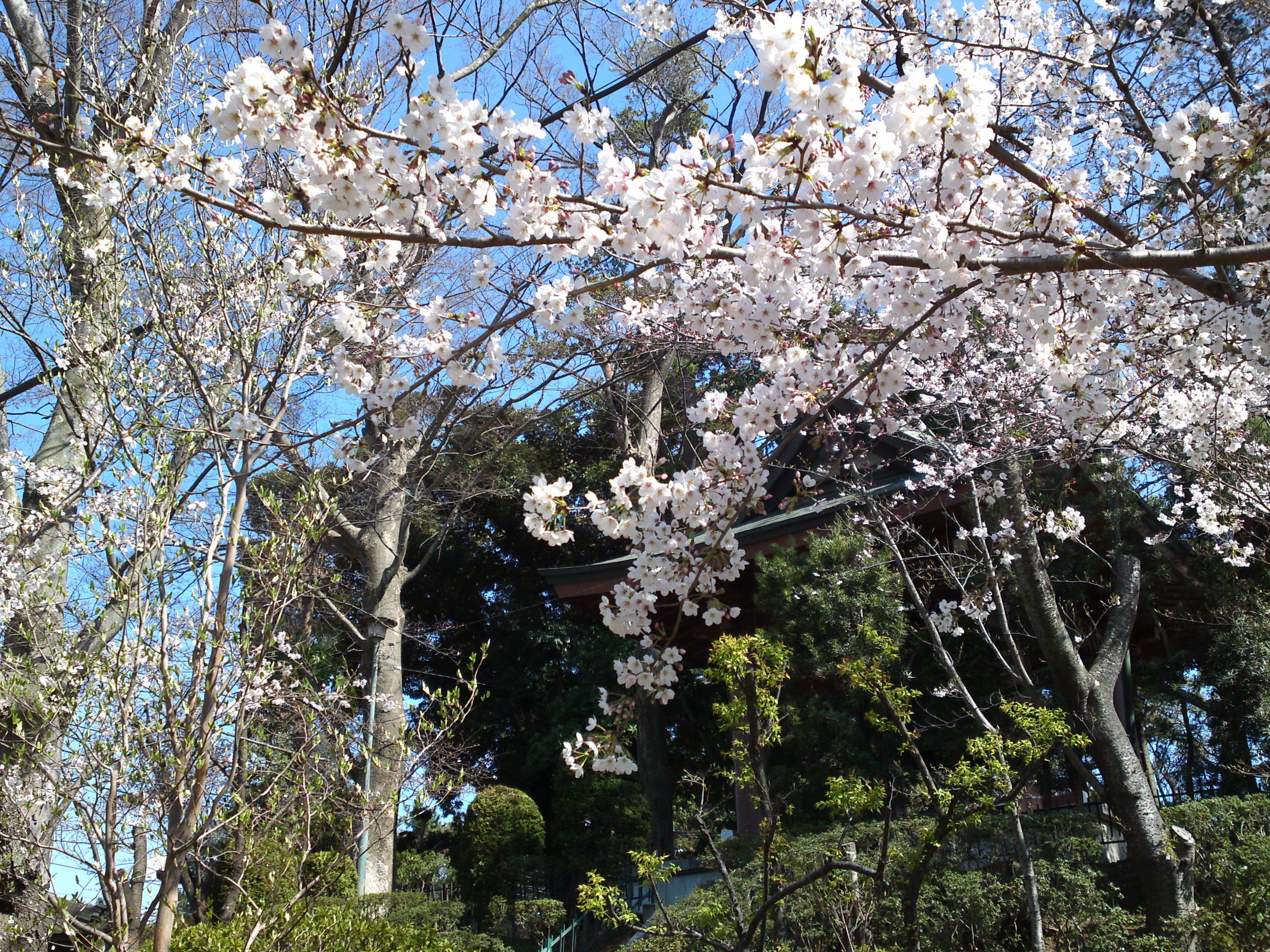 2019年法華経寺境内に咲く桜の花３