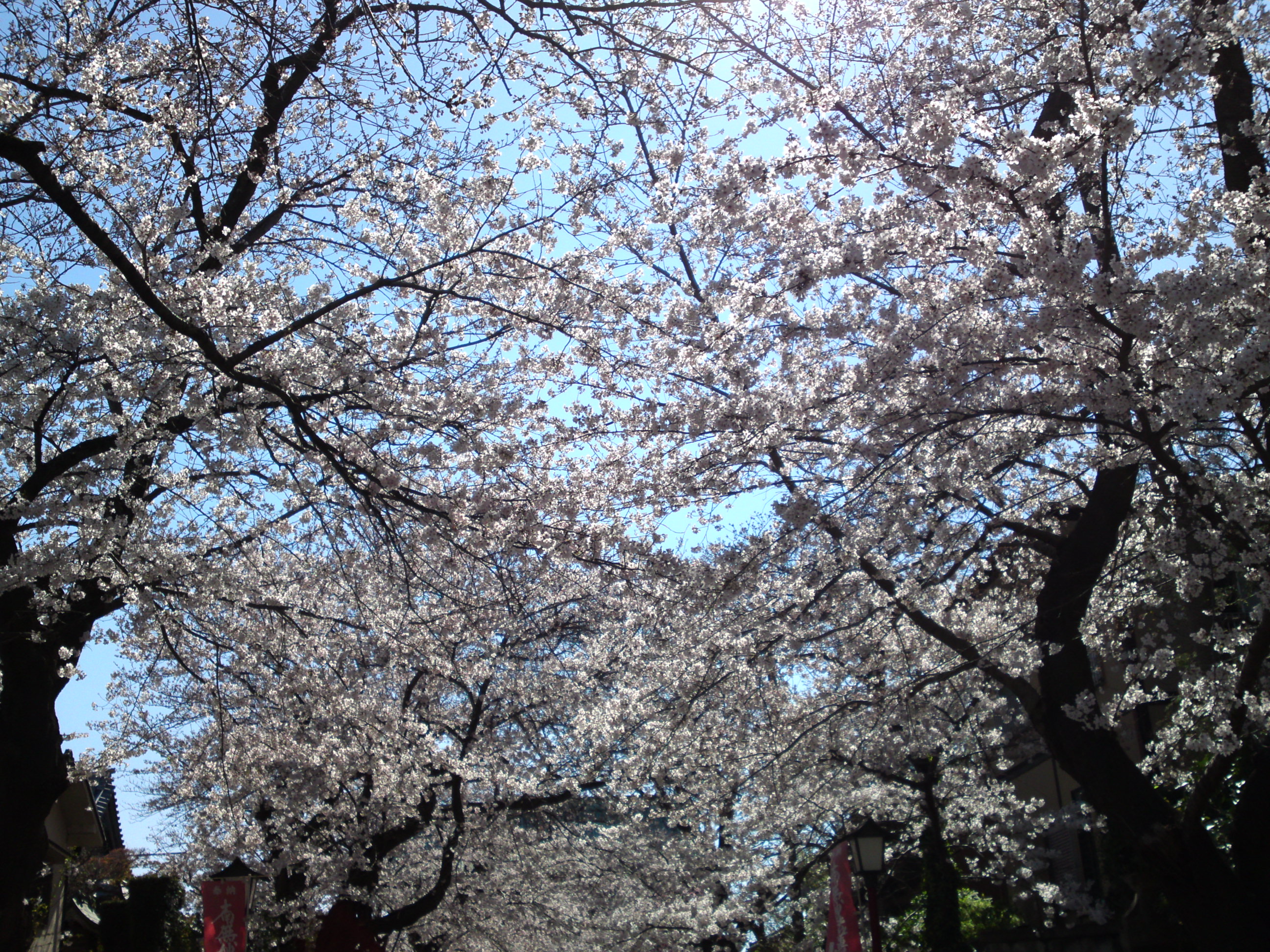 2019年法華経寺参道に咲く桜１１