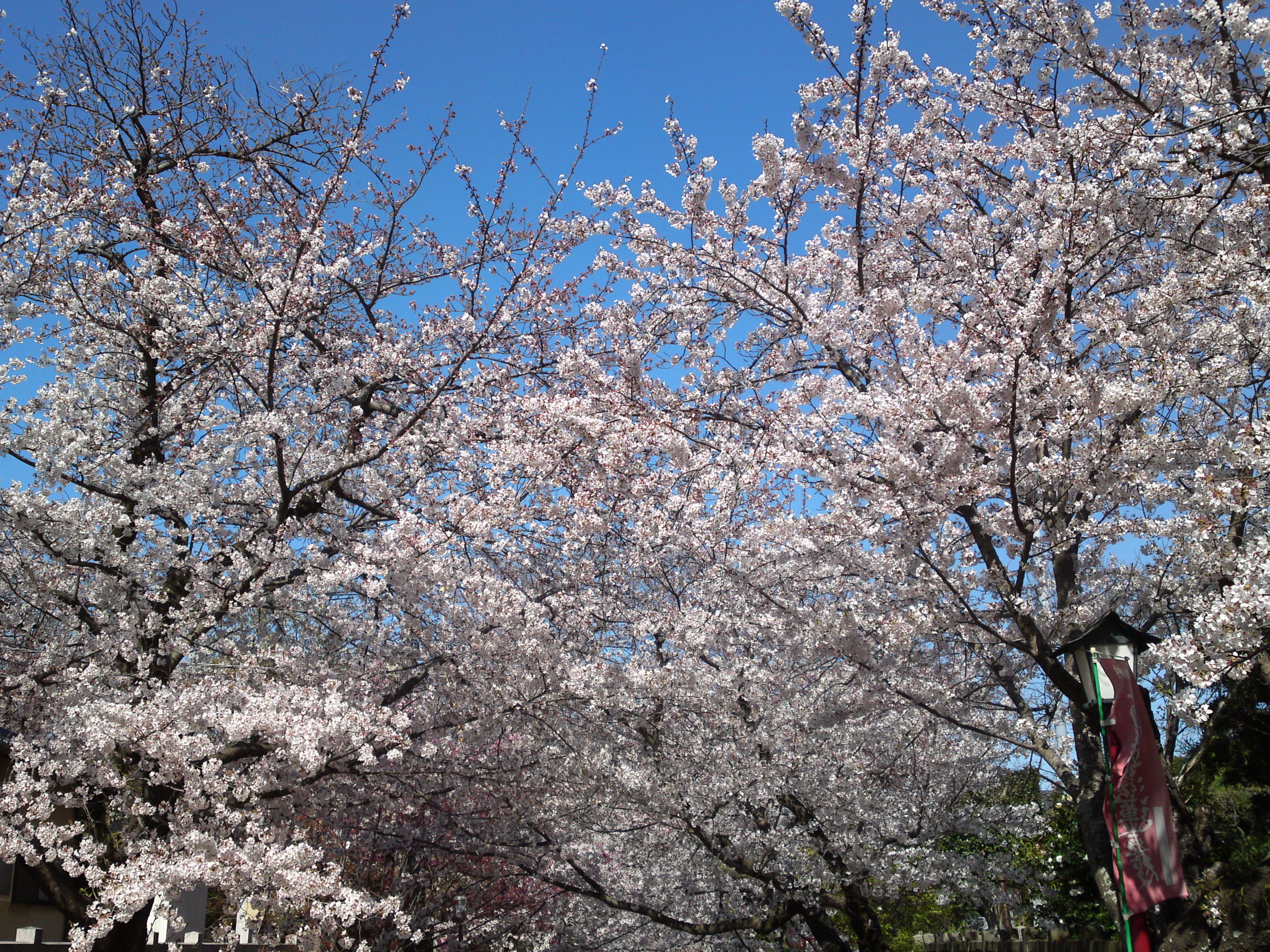 2019年法華経寺参道に咲く桜１２