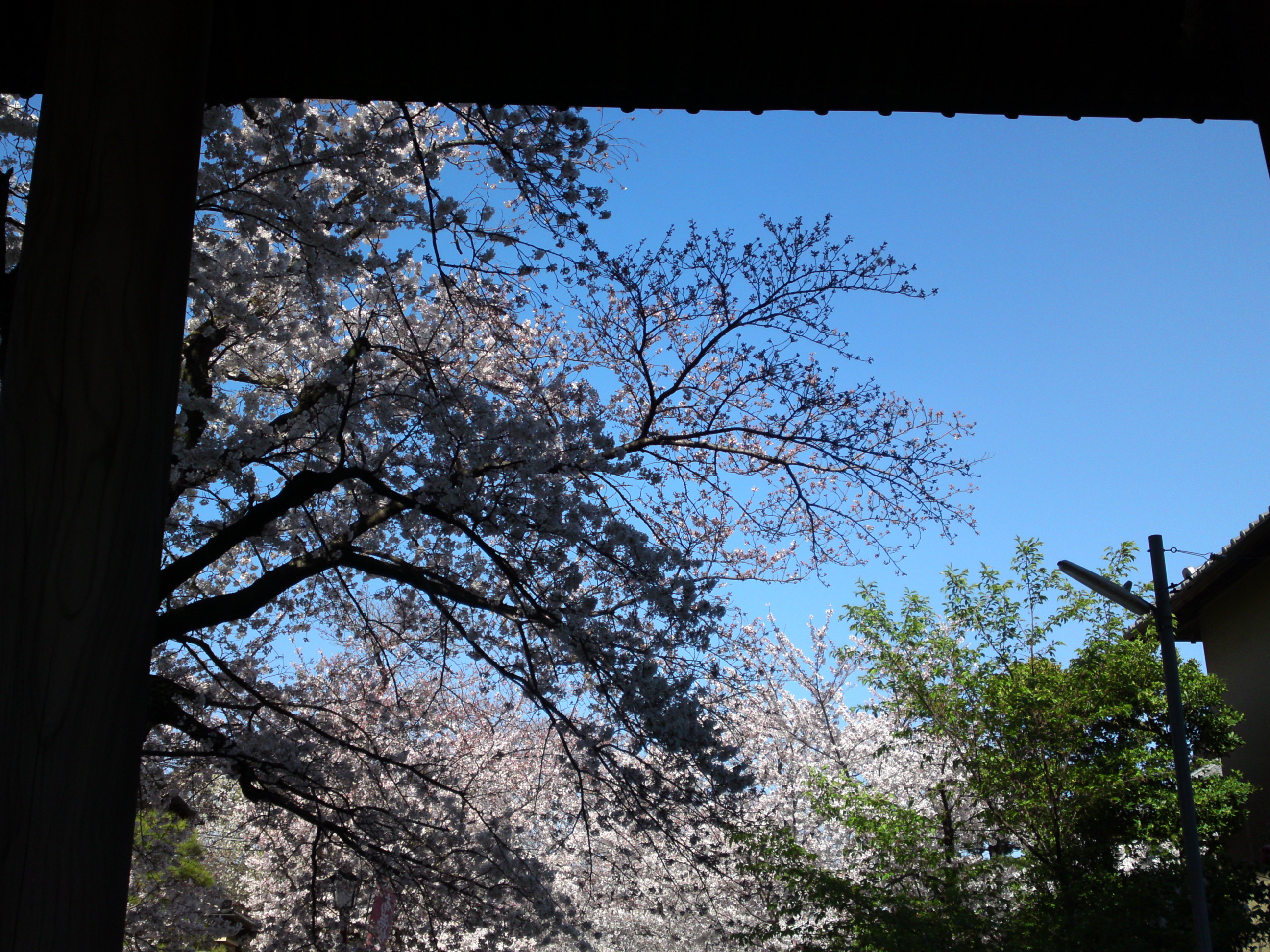 2019年法華経寺参道に咲く桜１４