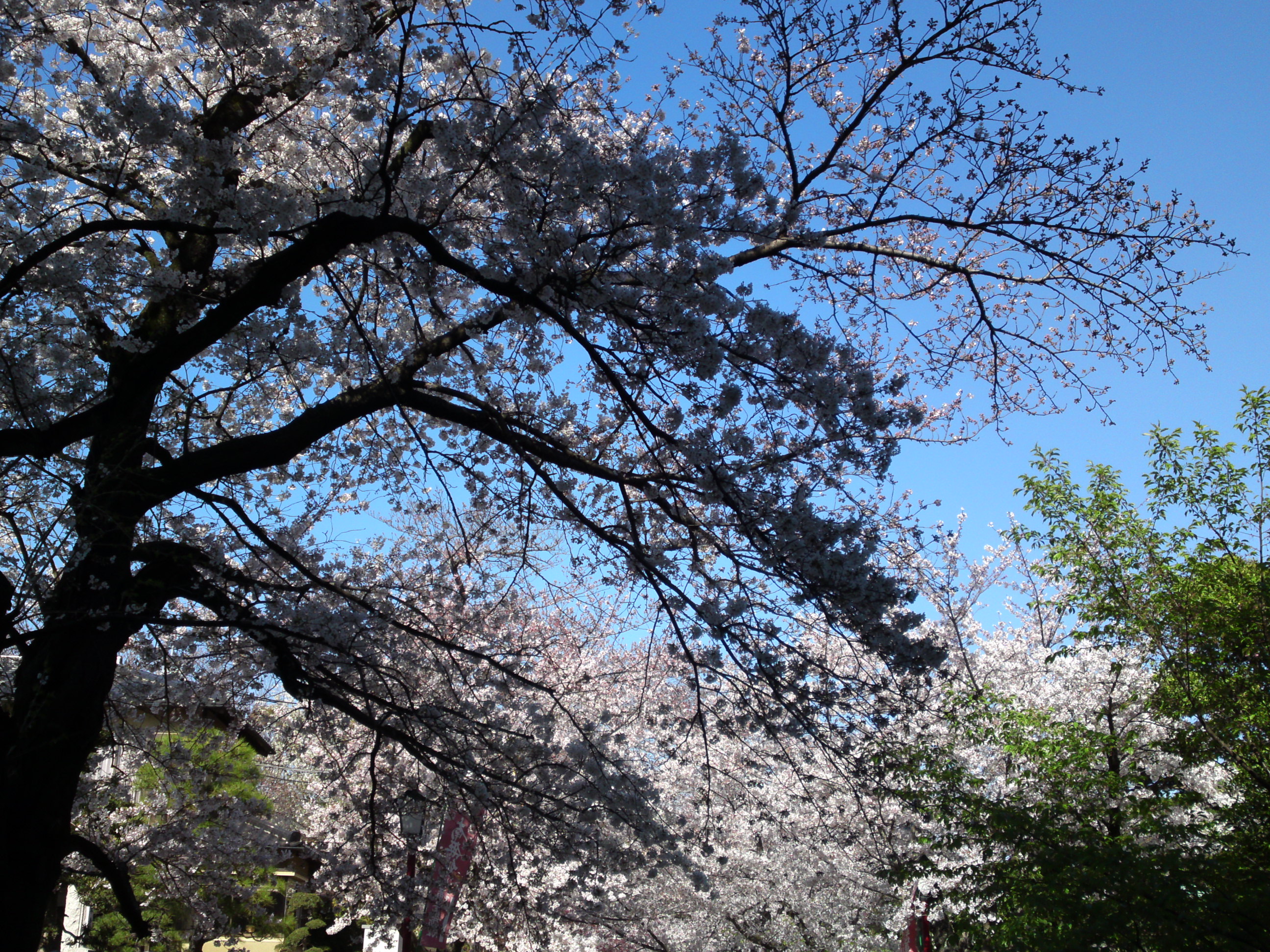 2019年法華経寺参道に咲く桜１５