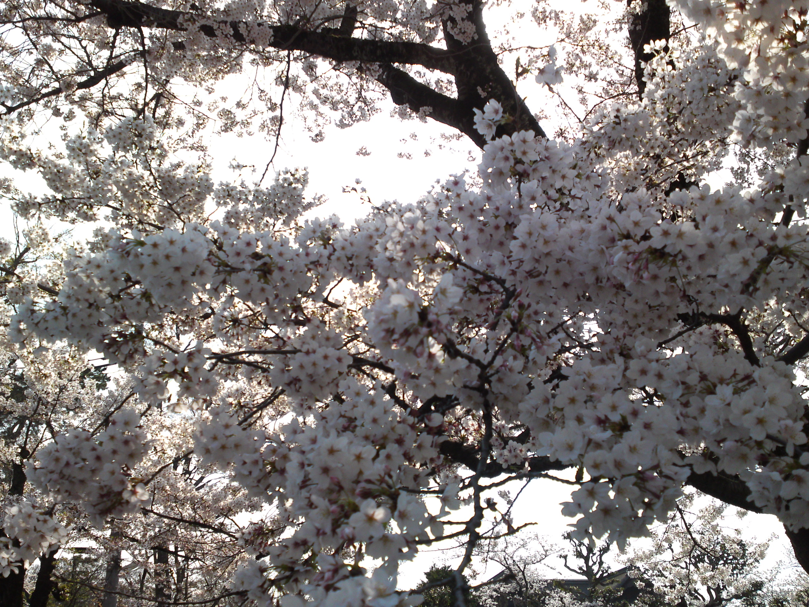 2019年法華経寺境内に咲く桜の花４
