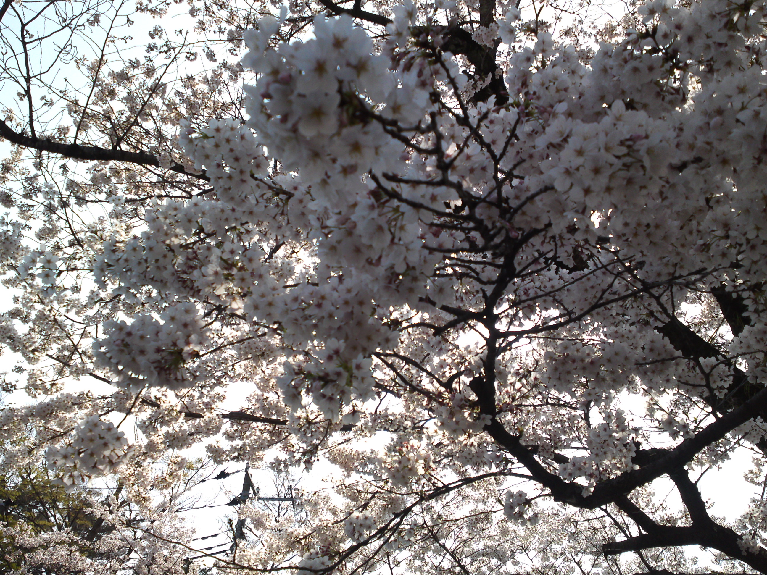 2019年法華経寺境内に咲く桜の花５