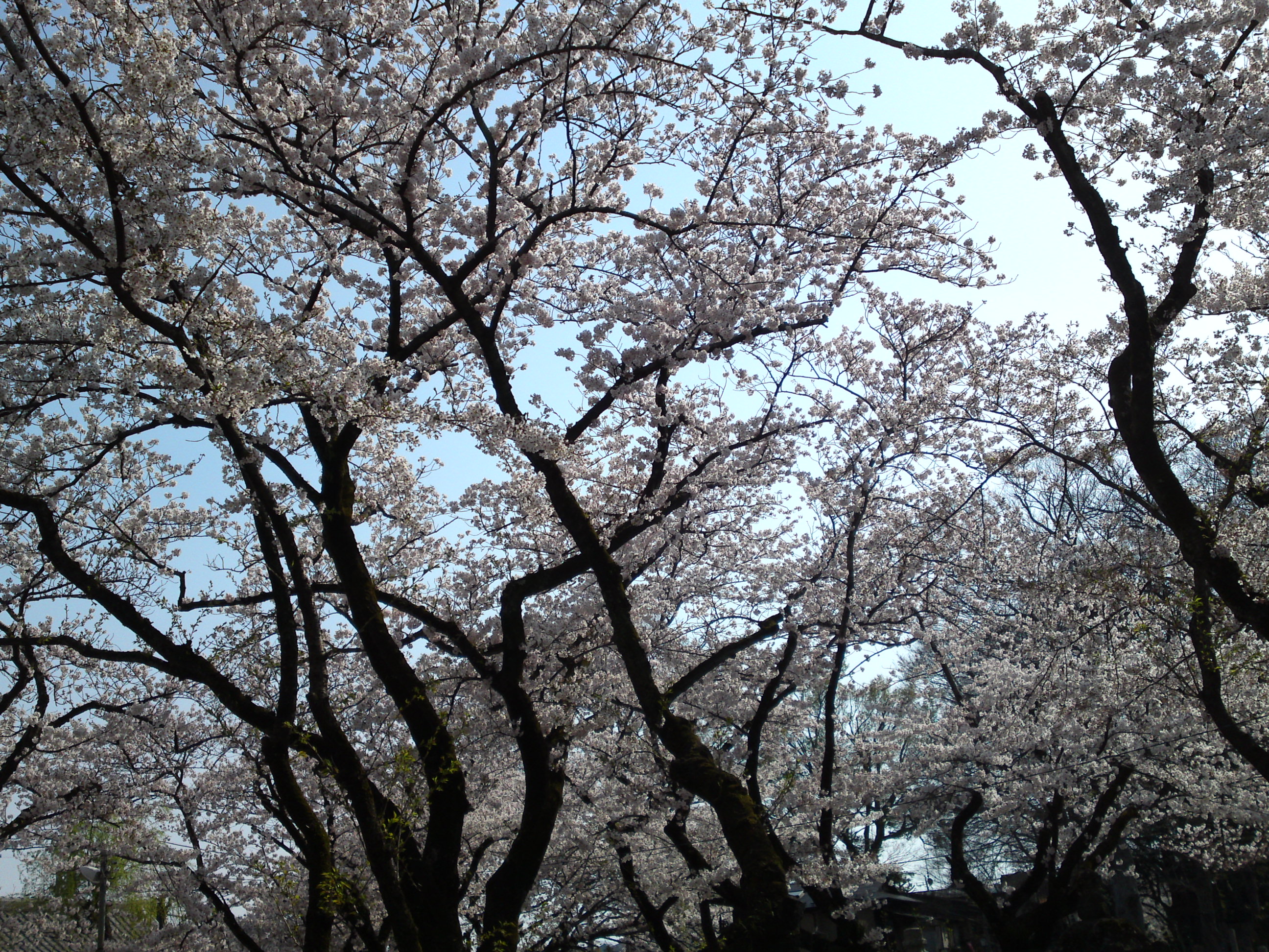 2019年法華経寺境内に咲く桜の花６