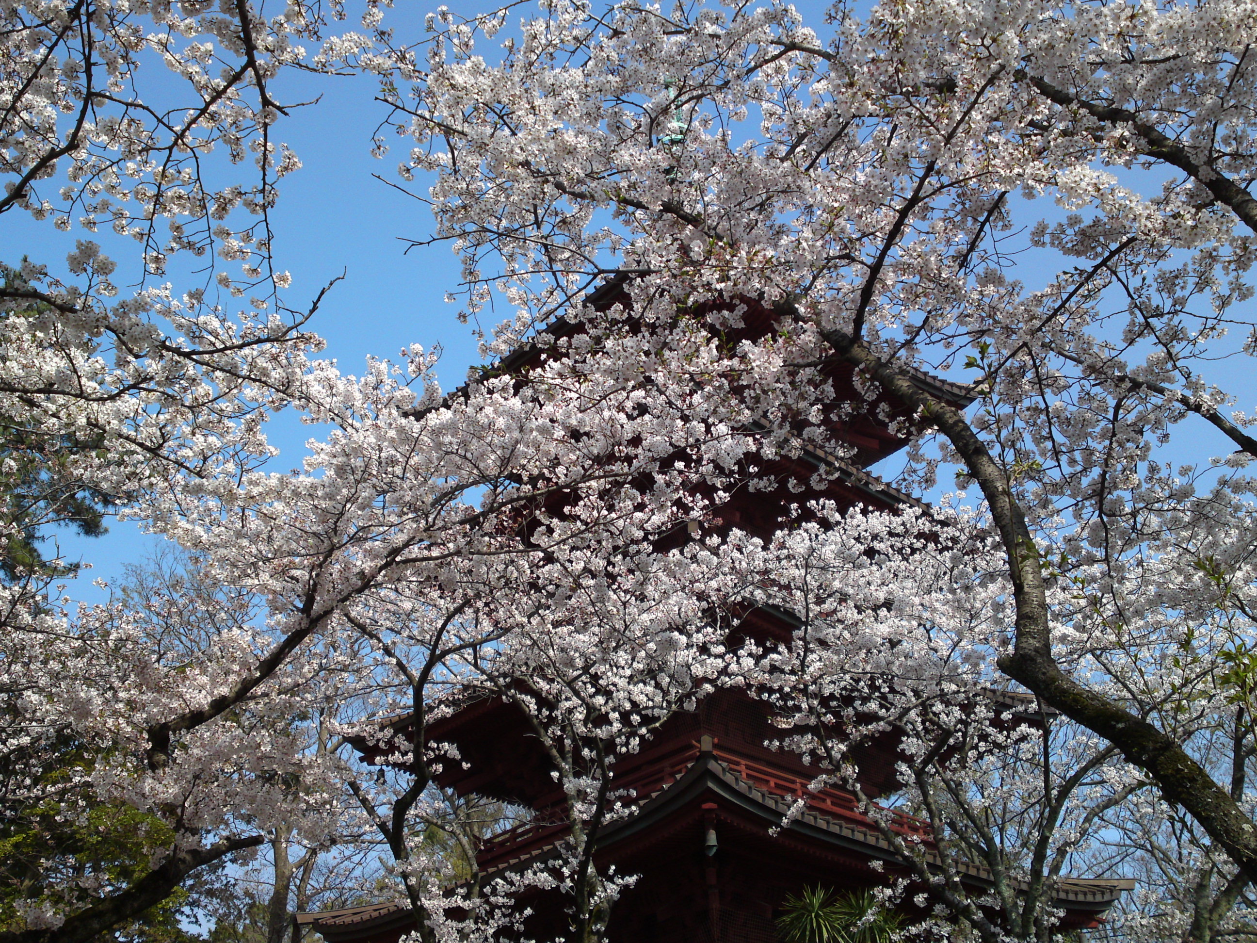 2019年満開の桜と法華経寺五重塔１