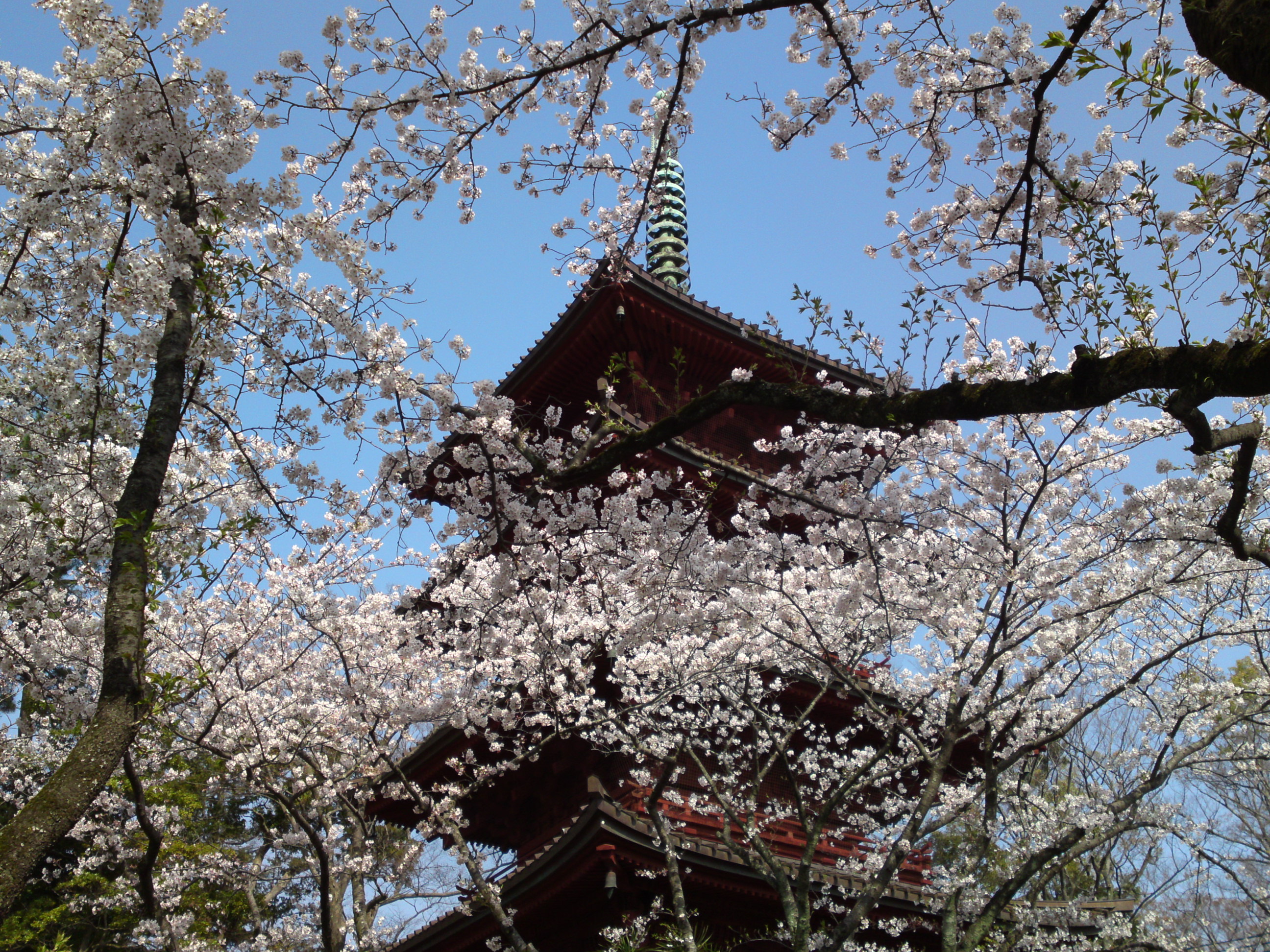 2019年満開の桜と法華経寺五重塔２