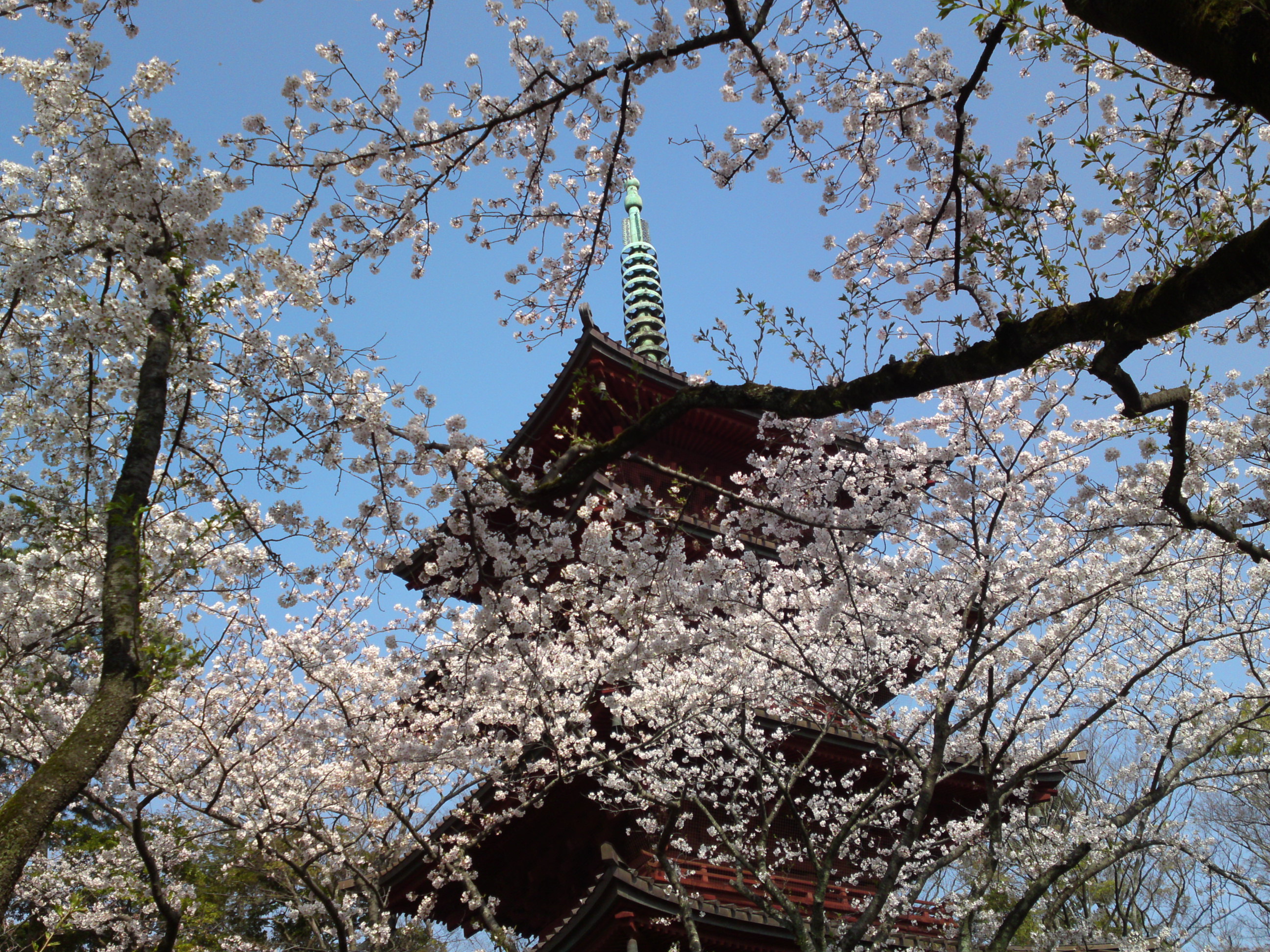 2019年満開の桜と法華経寺五重塔３