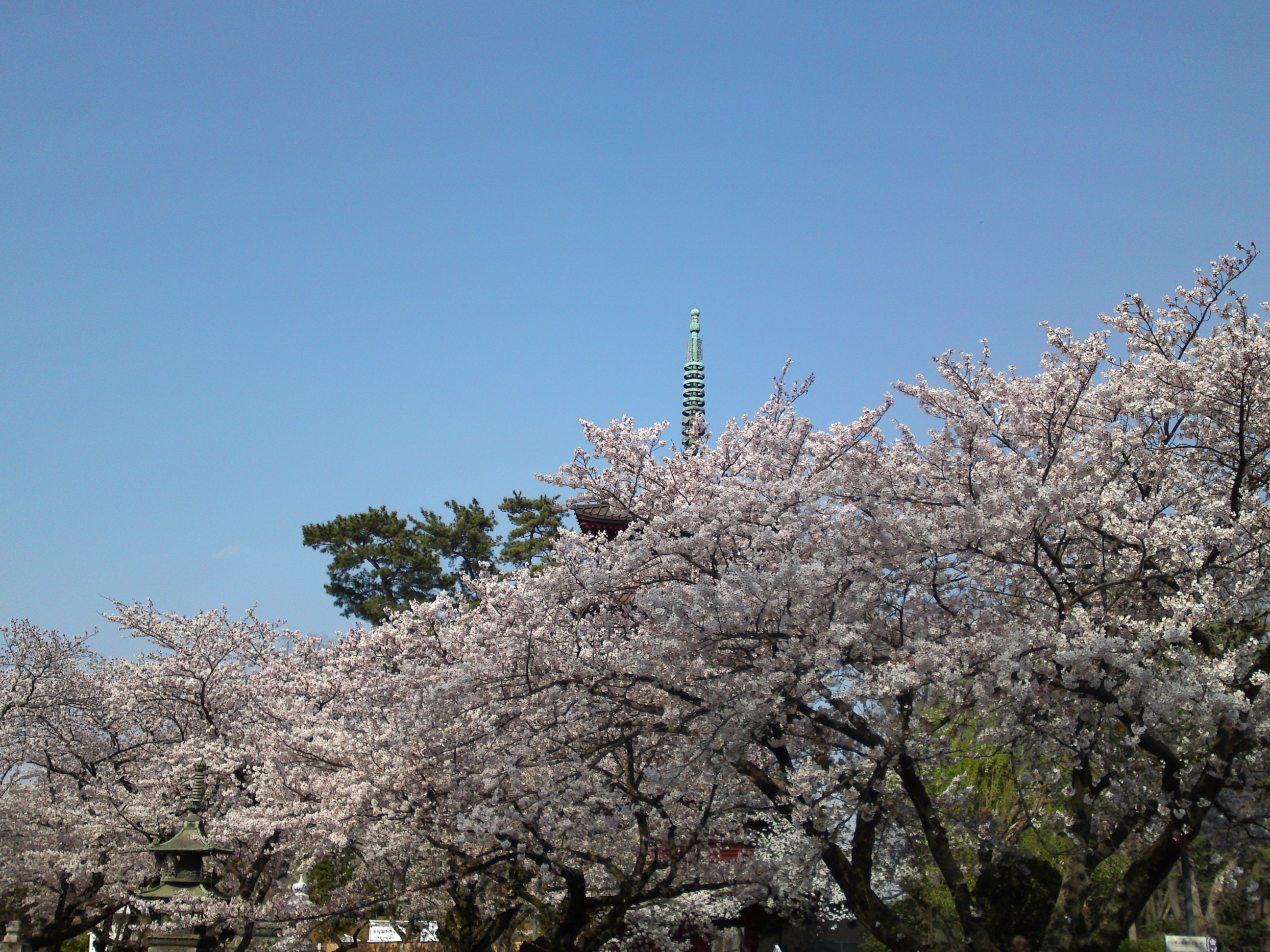 2019年満開の桜と法華経寺五重塔４
