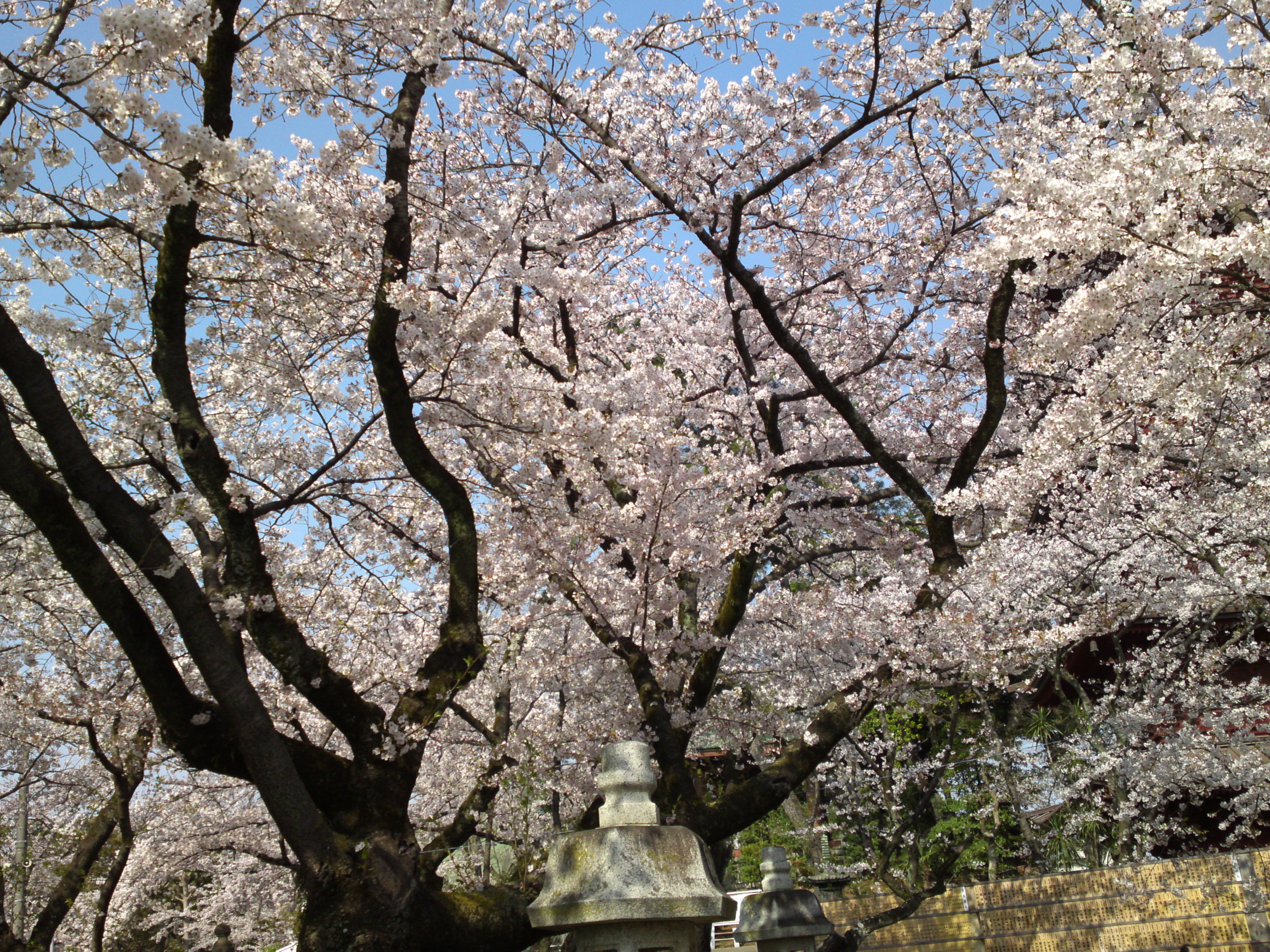 2019年満開の桜の花咲く法華経寺境内１
