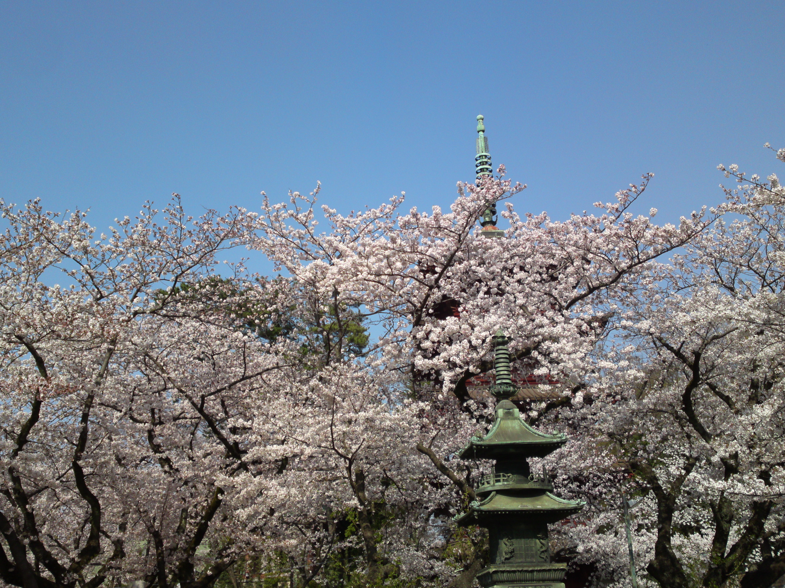 2019年満開の桜と法華経寺五重塔５