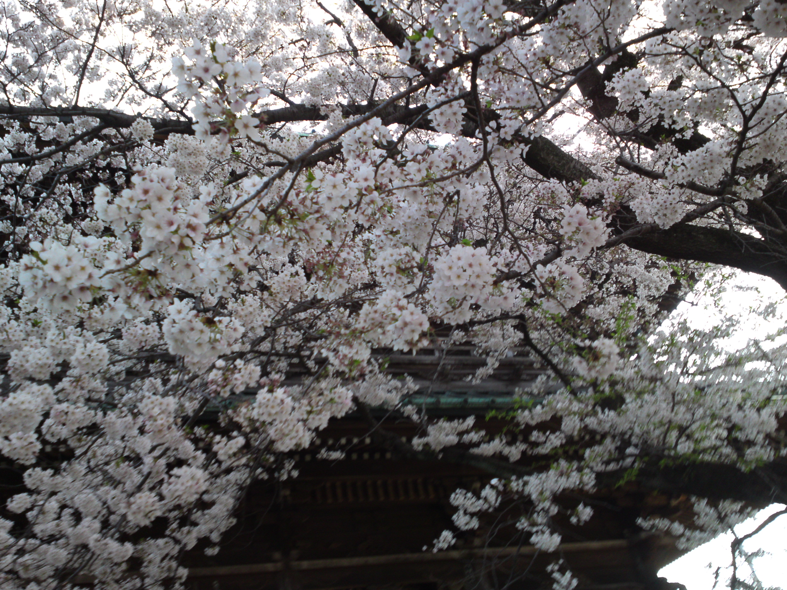 2019年満開の桜と法華経寺赤門２