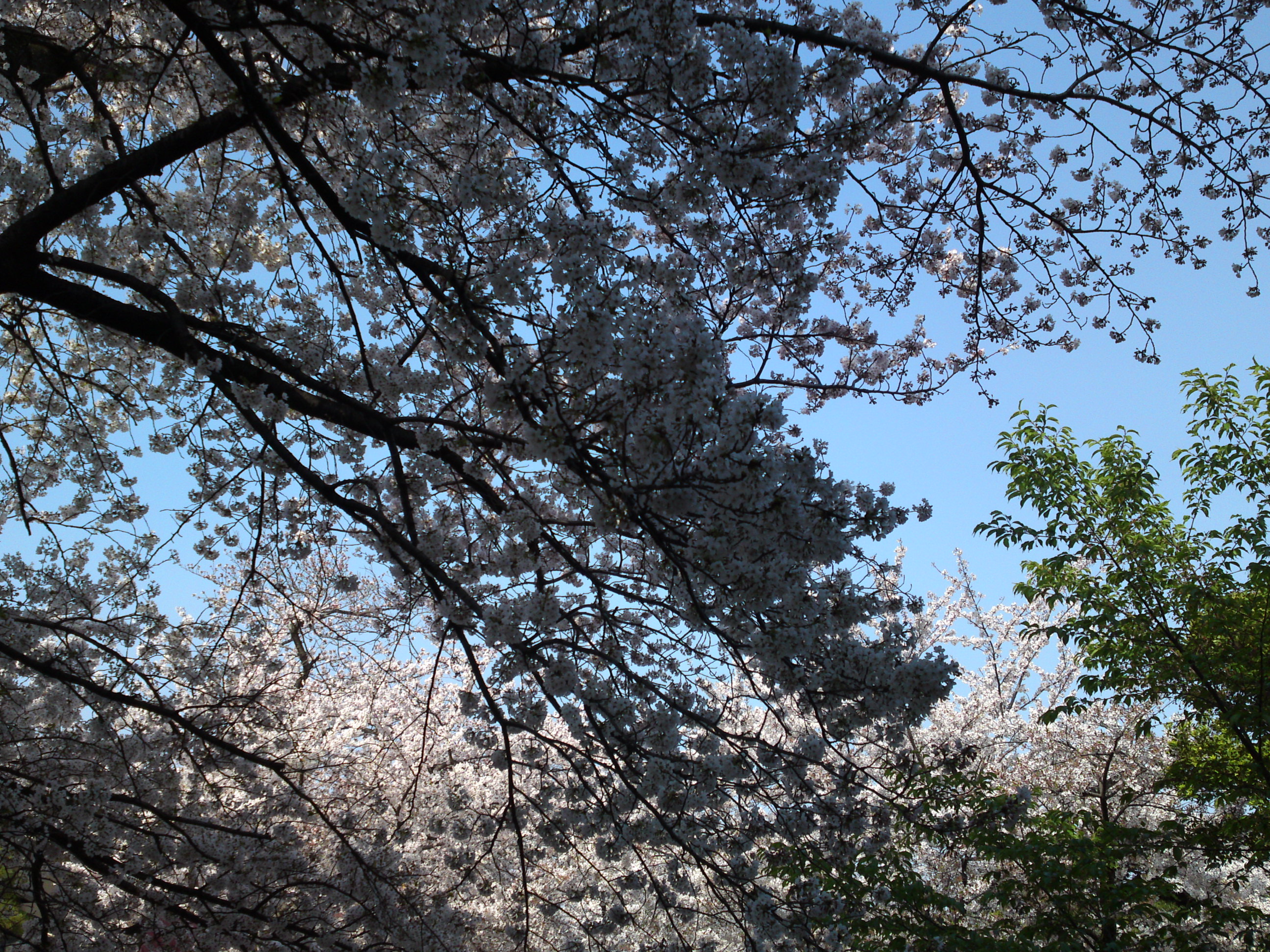 2019年満開の桜の花咲く法華経寺参道１
