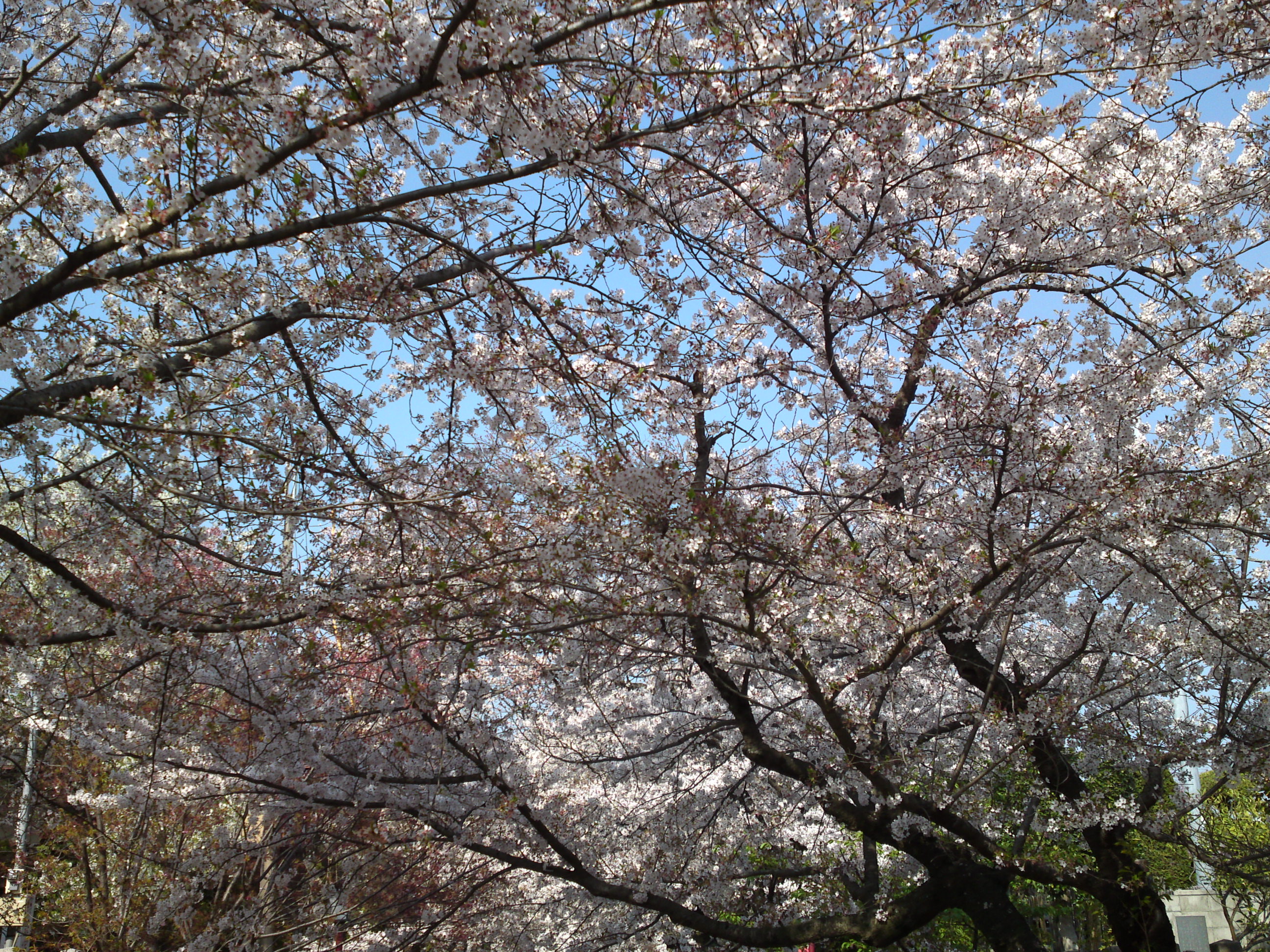 2019年満開の桜の花咲く法華経寺参道２