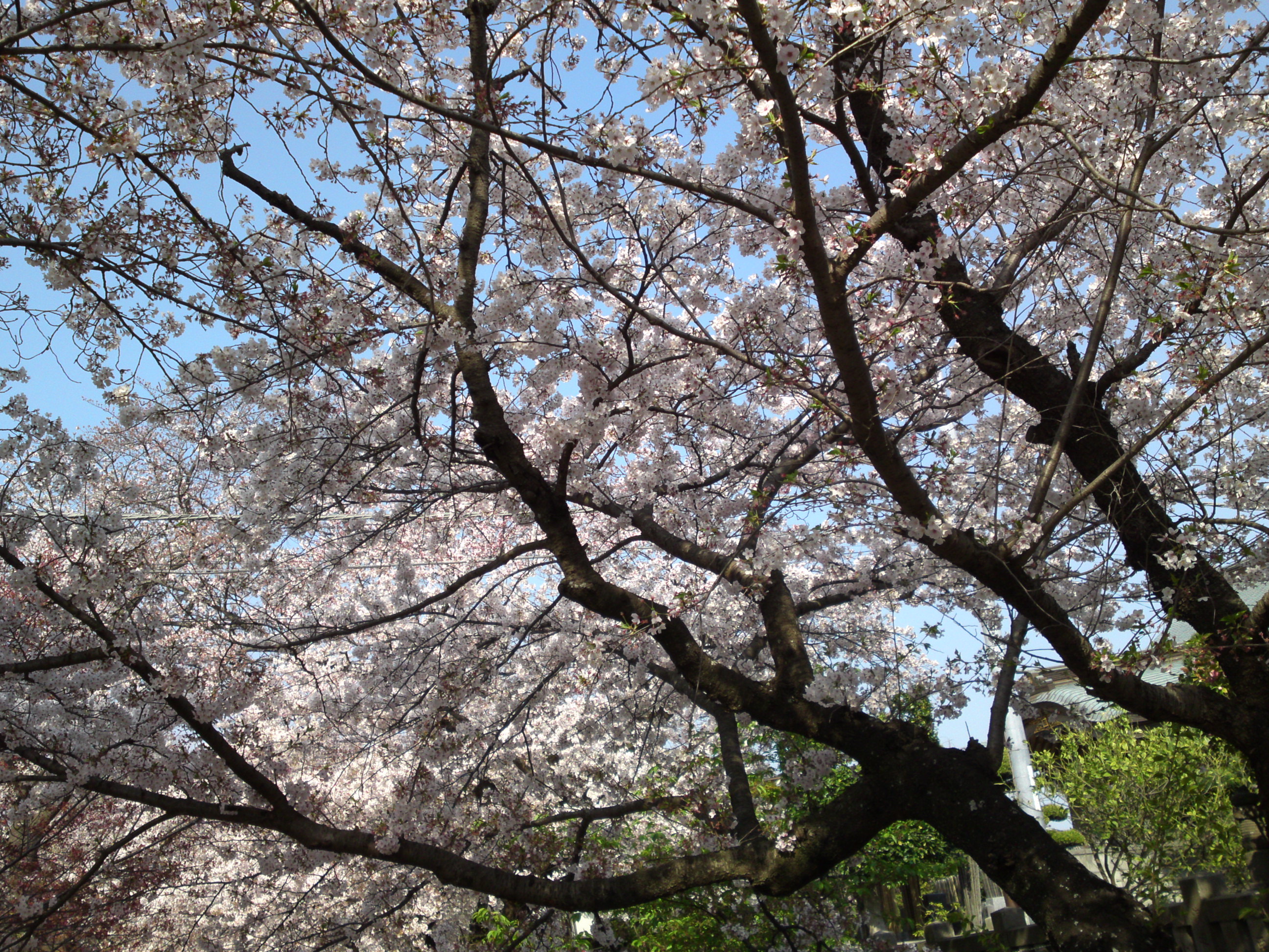 2019年満開の桜の花咲く法華経寺参道３