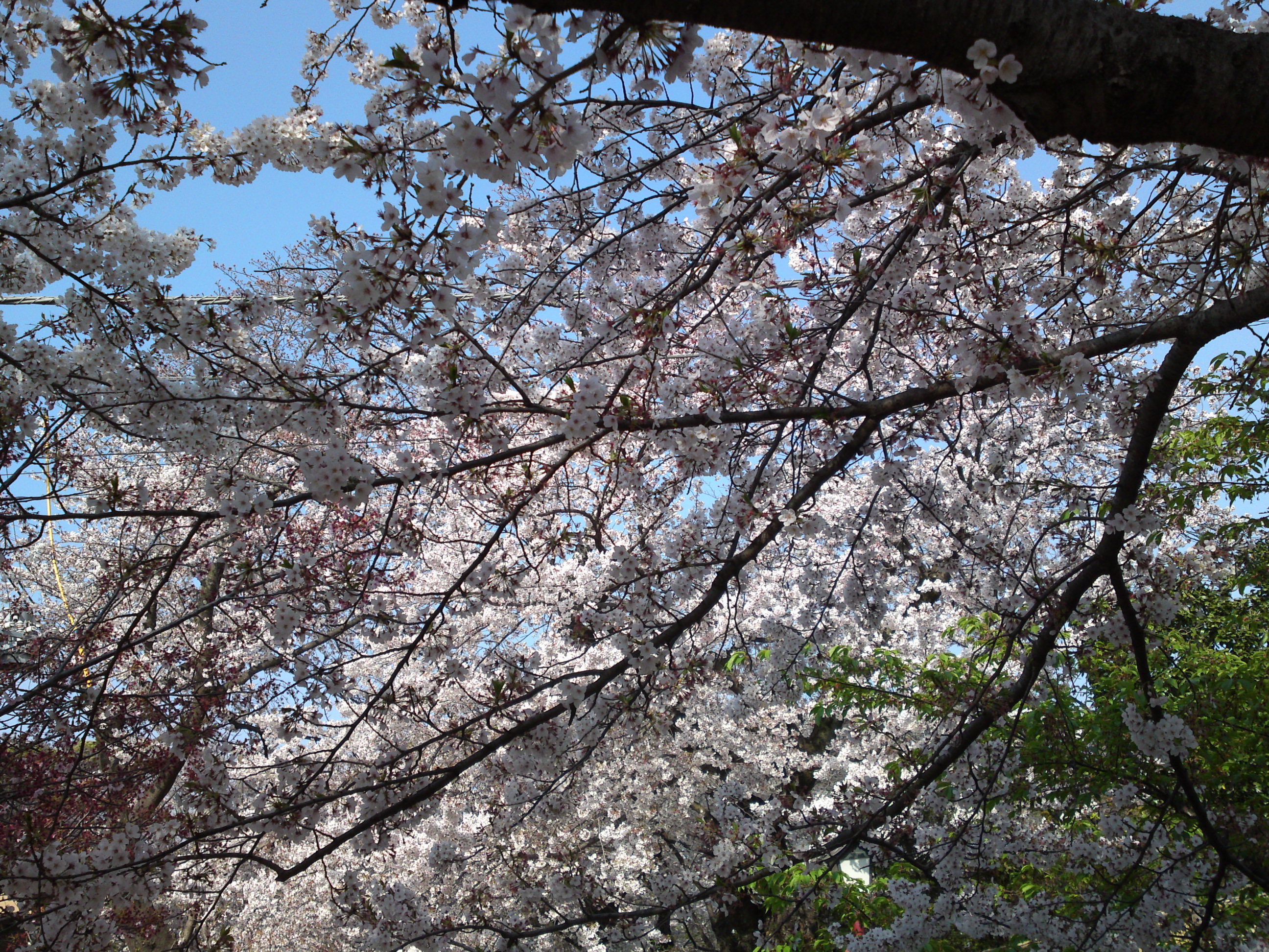 2019年満開の桜の花咲く法華経寺参道４