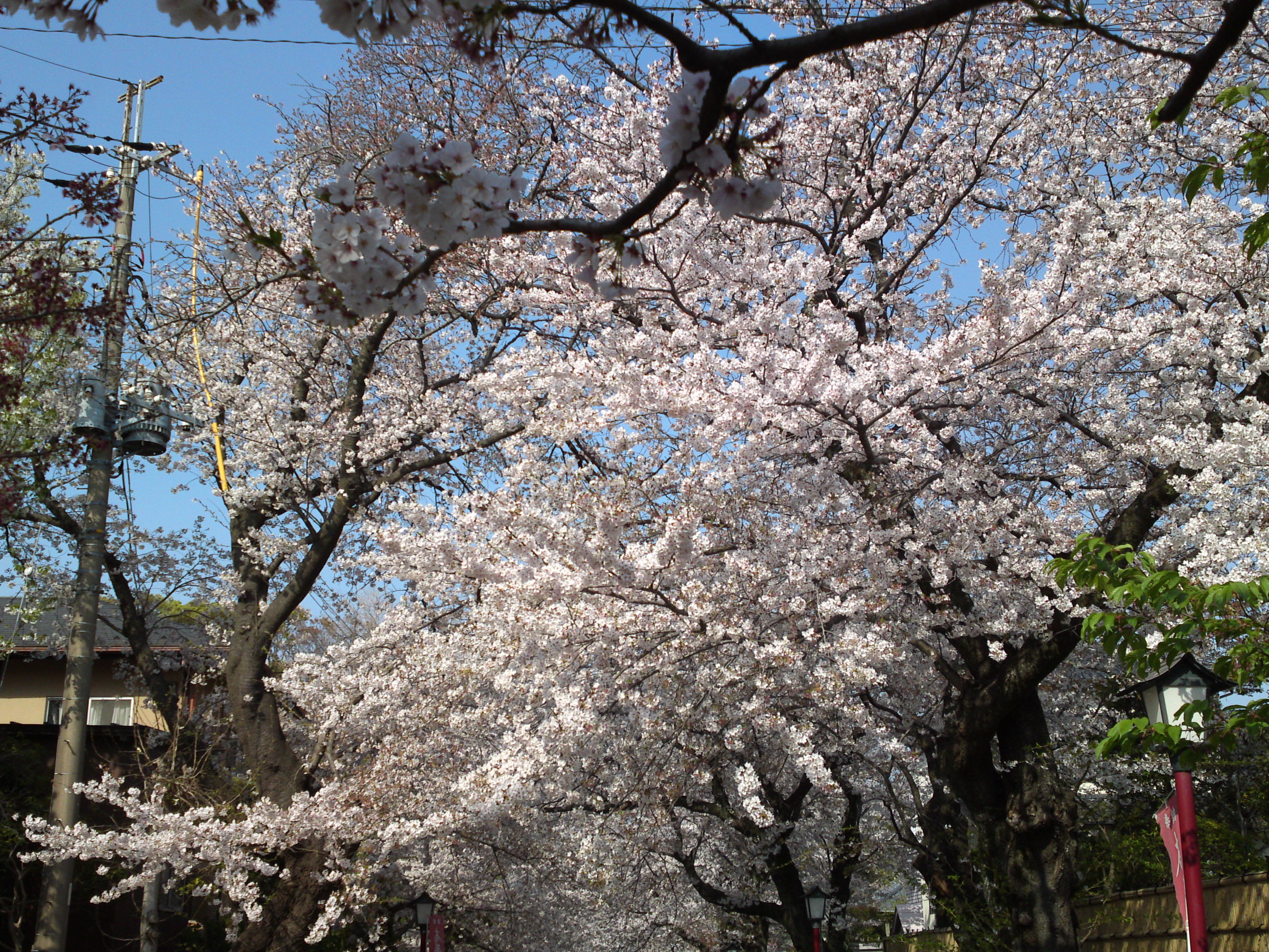 2019年満開の桜の花咲く法華経寺参道５