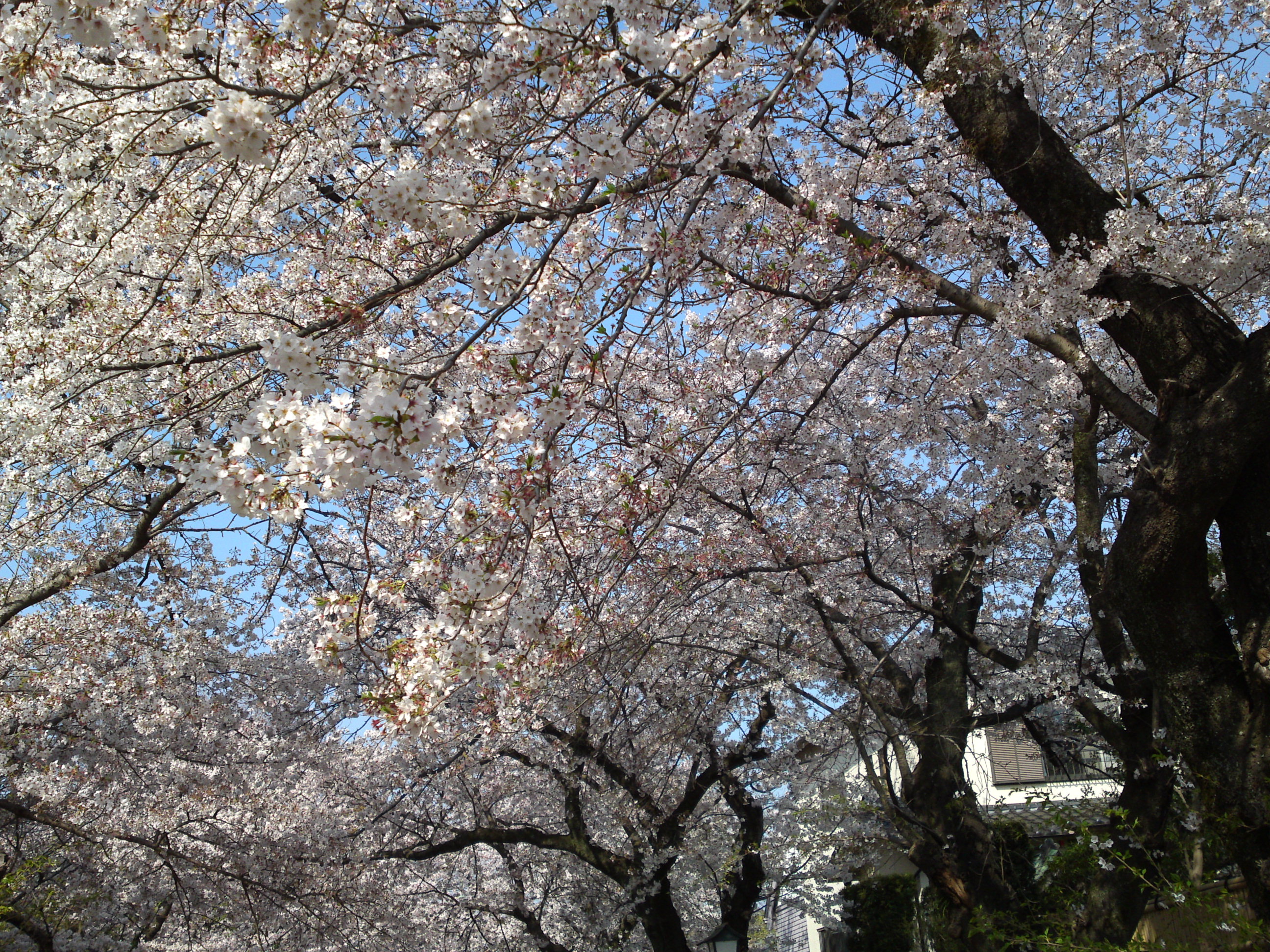 2019年満開の桜の花咲く法華経寺参道６