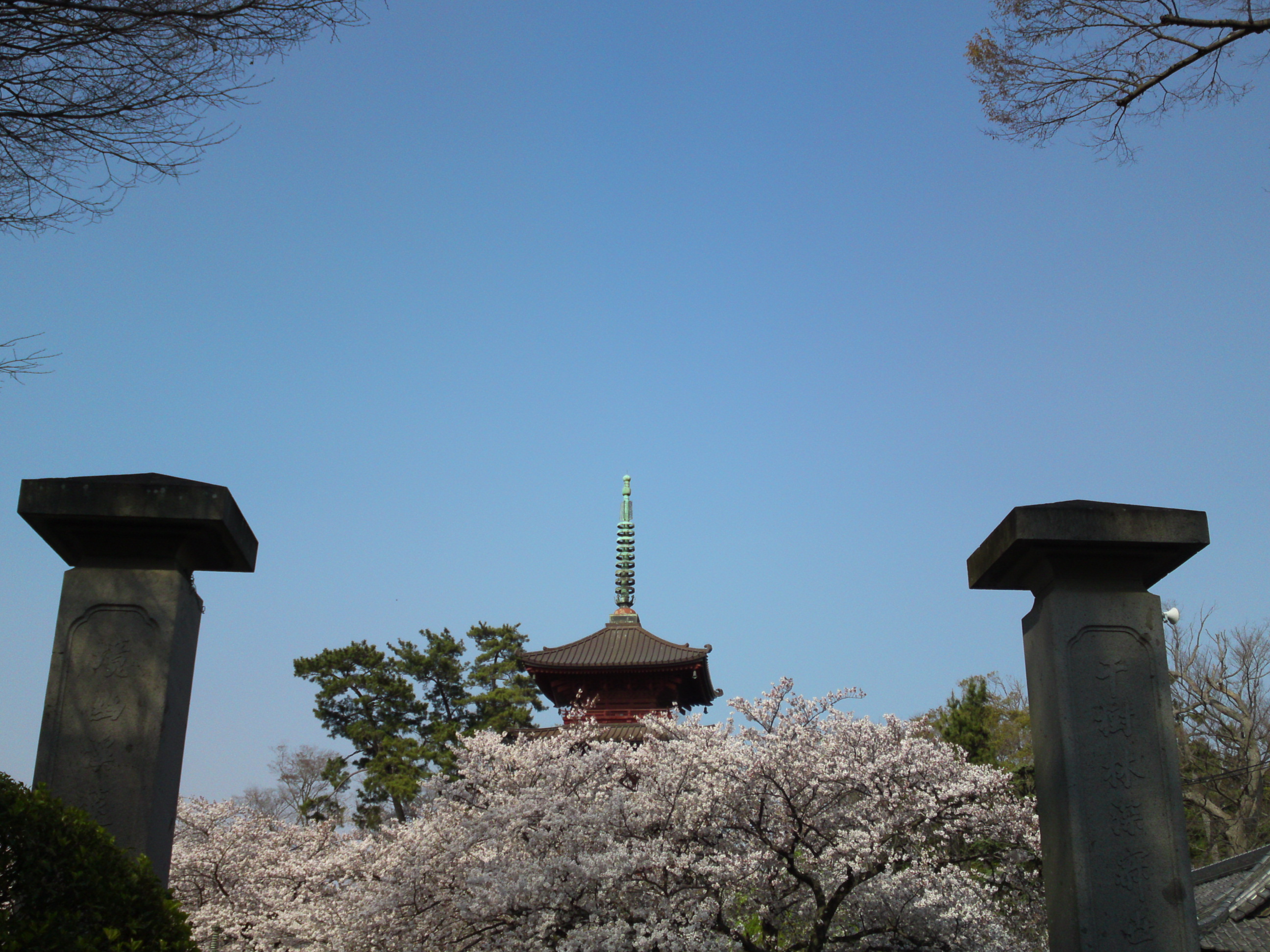 2019年満開の桜と法華経寺五重塔７