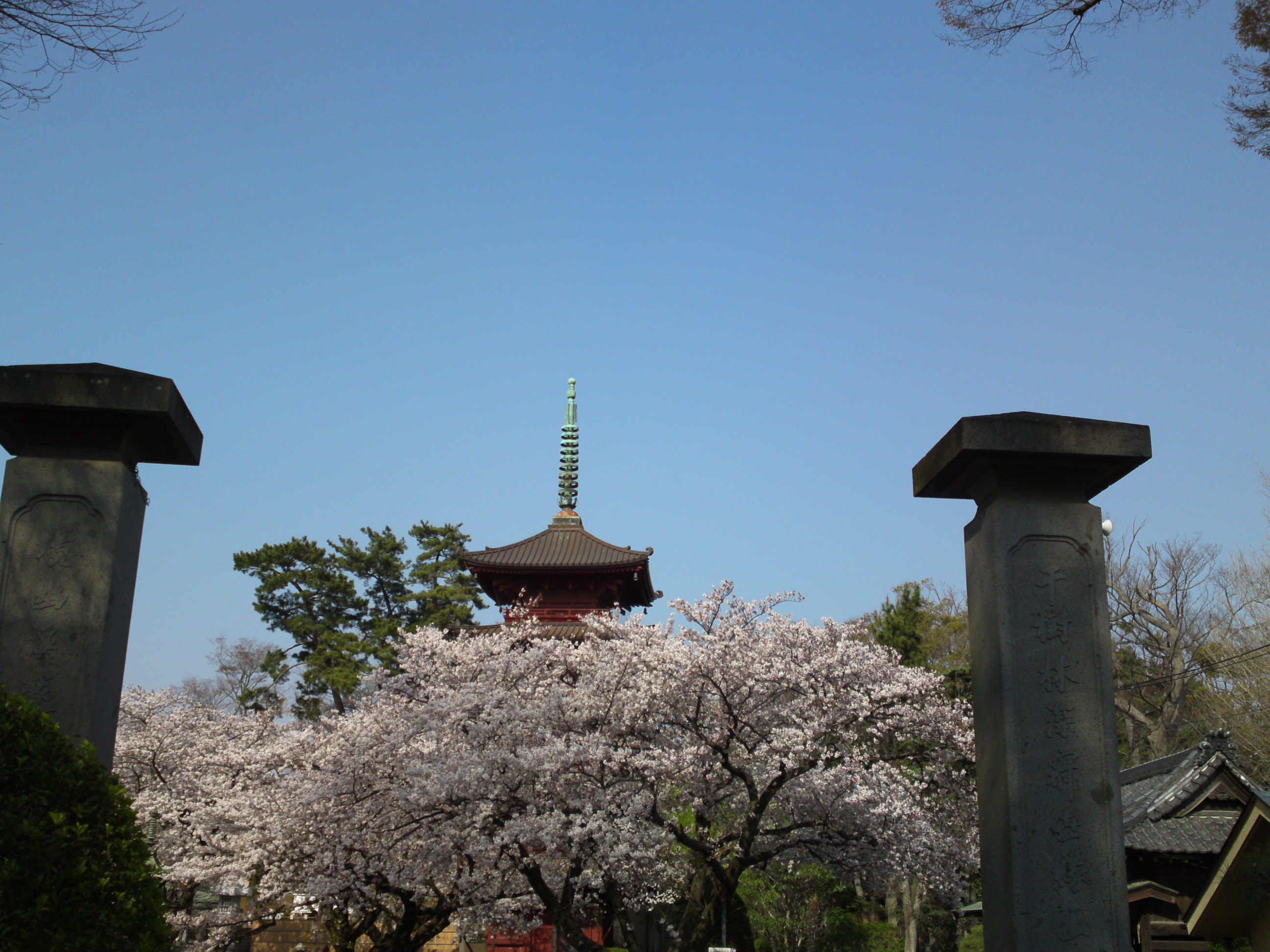 2019年満開の桜と法華経寺五重塔８